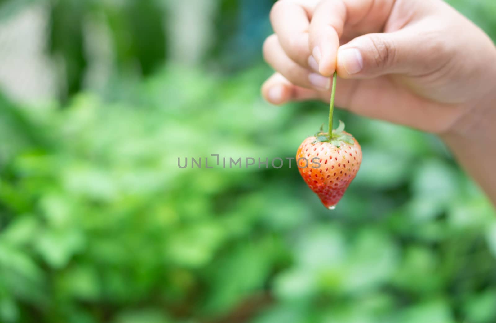 Hand holding fresh strawberry with green nature background, selective focus