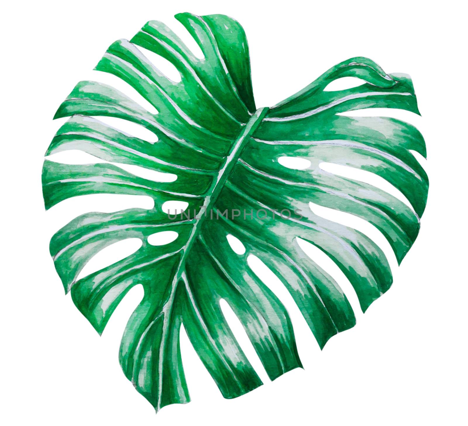 Green monstera tropical leaves watercolor illustration, isolated by pt.pongsak@gmail.com