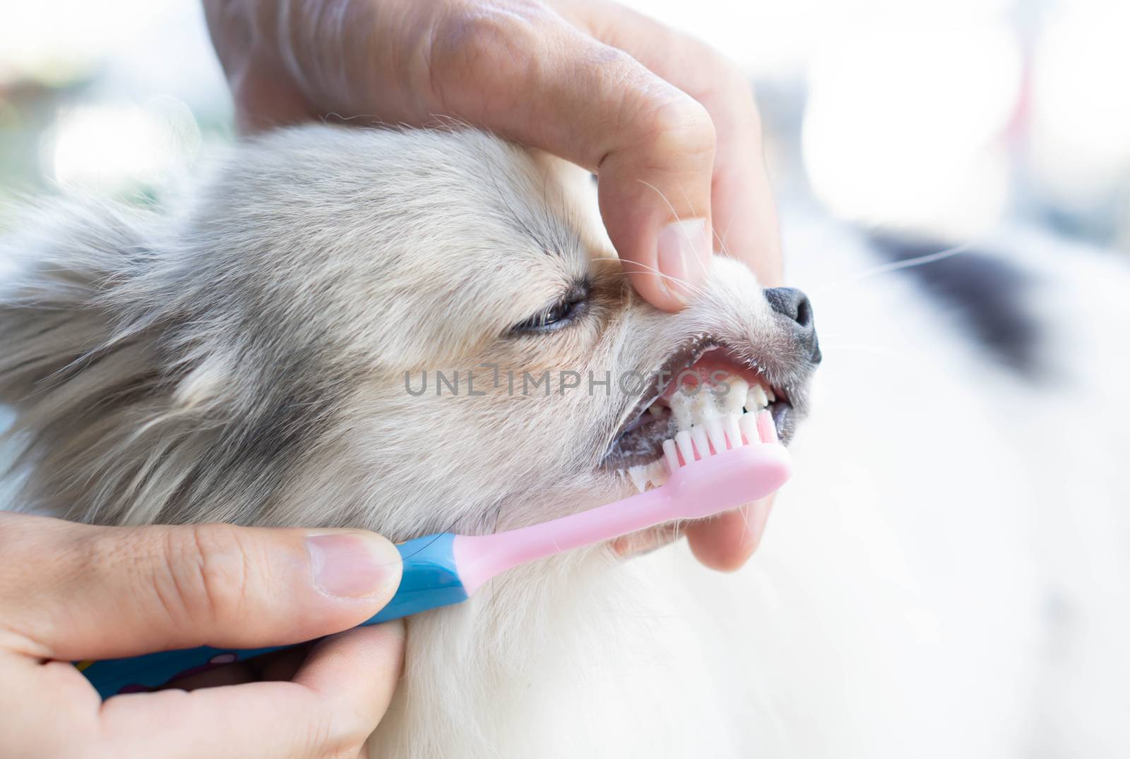 Closeup cleaning dog's teeth with toothbrush for pet health care concept, selective focus