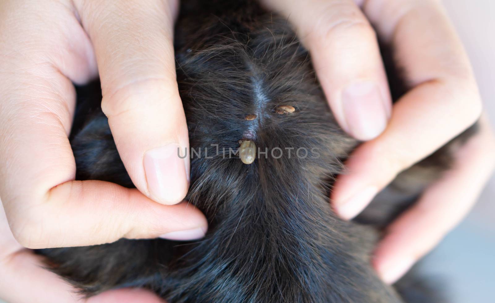 Closeup hand showing big tick parasite on a dog skin, selective focus