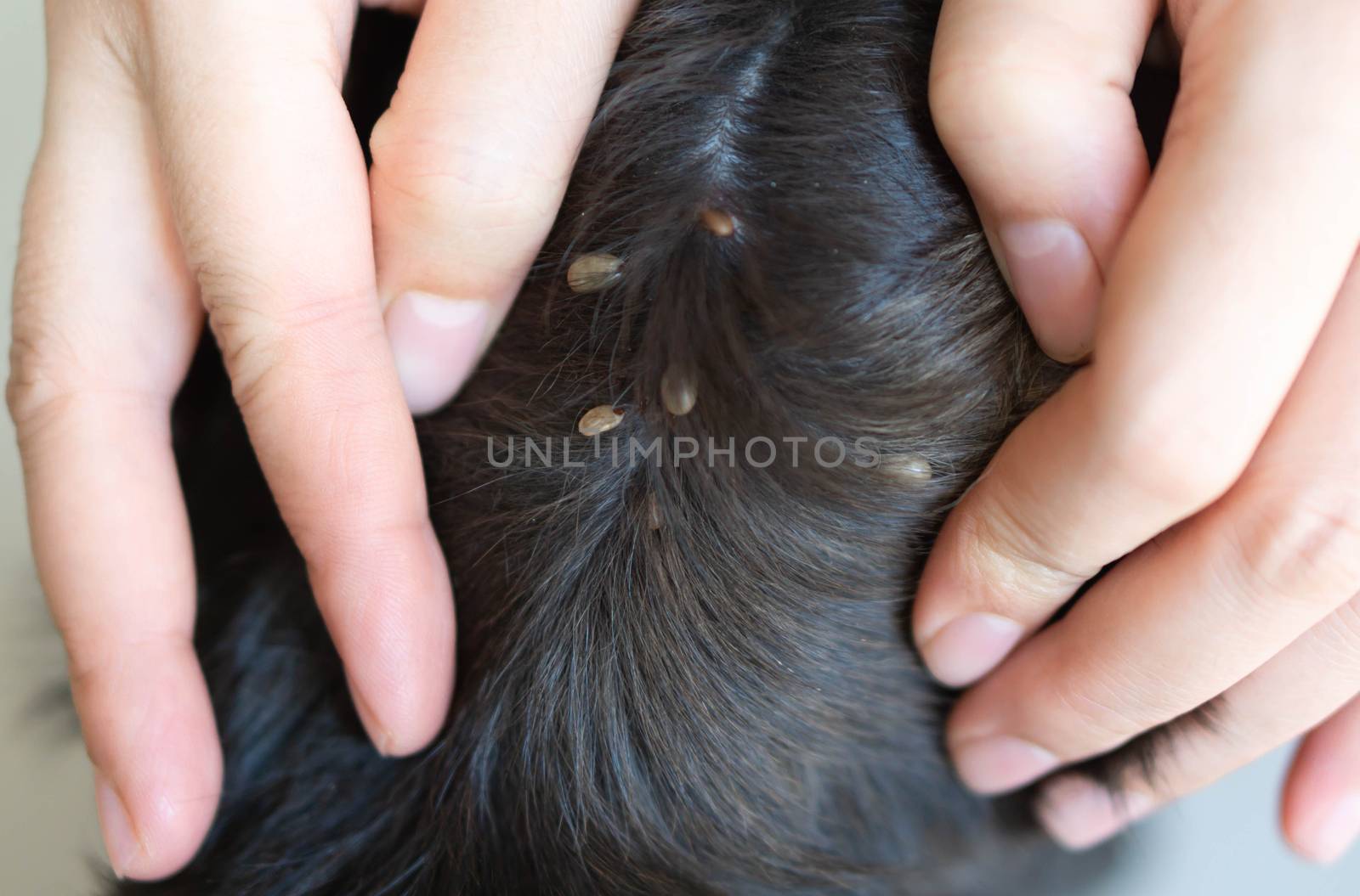 Closeup hand showing big tick parasite on a dog skin, selective  by pt.pongsak@gmail.com