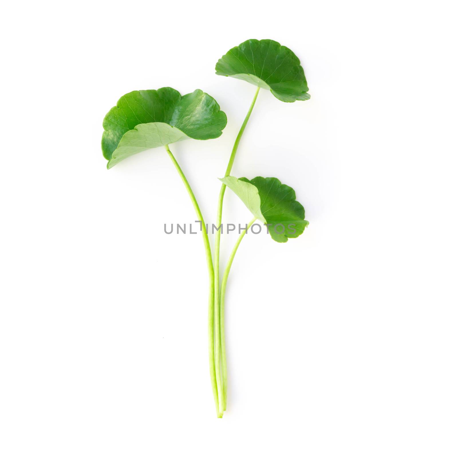 Closeup leaf of Gotu kola, Asiatic pennywort, Indian pennywort on white background, herb and medical concept