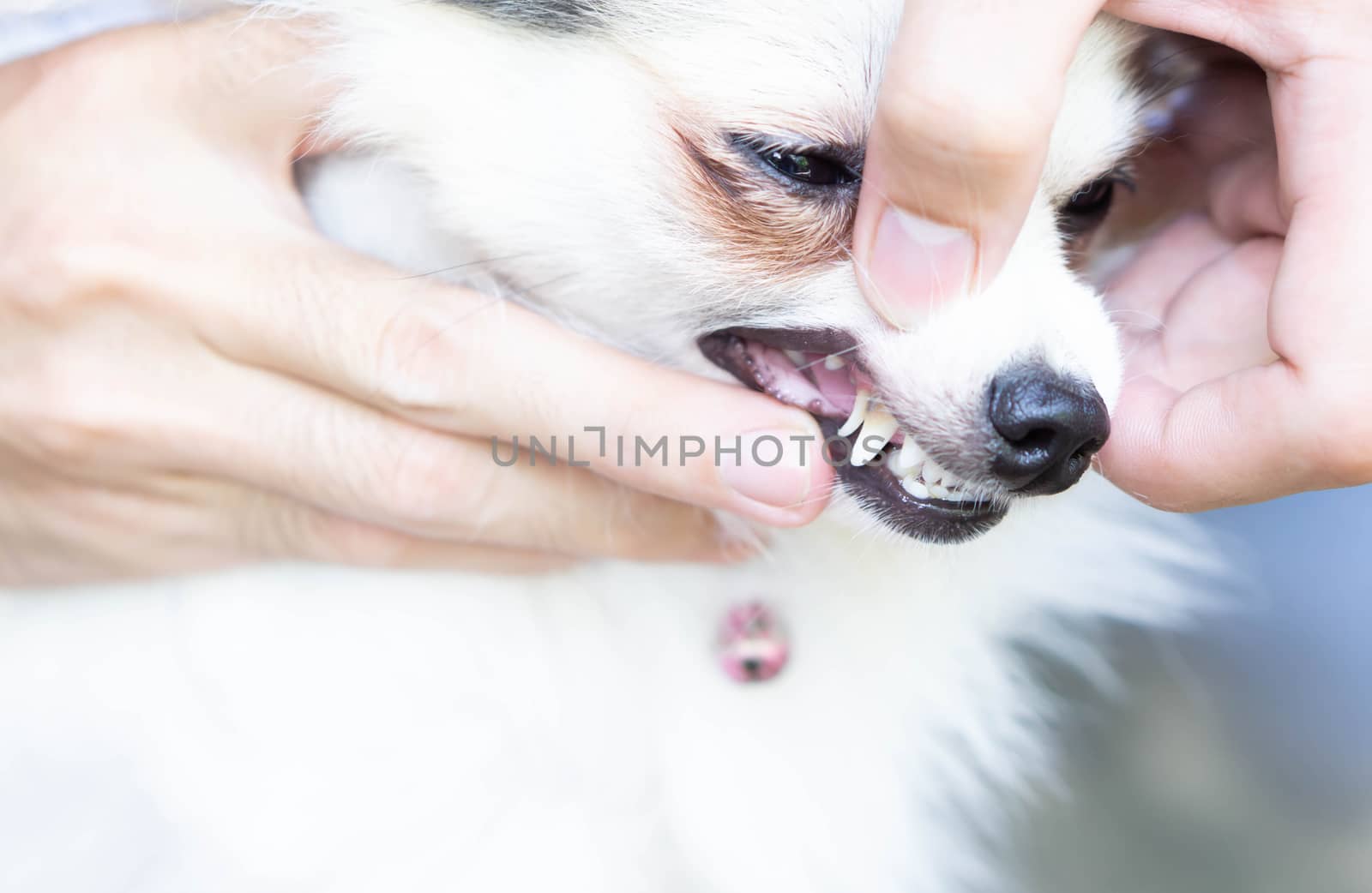 Closeup teeth of pomeranian dog with tartar, pet health care concept, selective focus