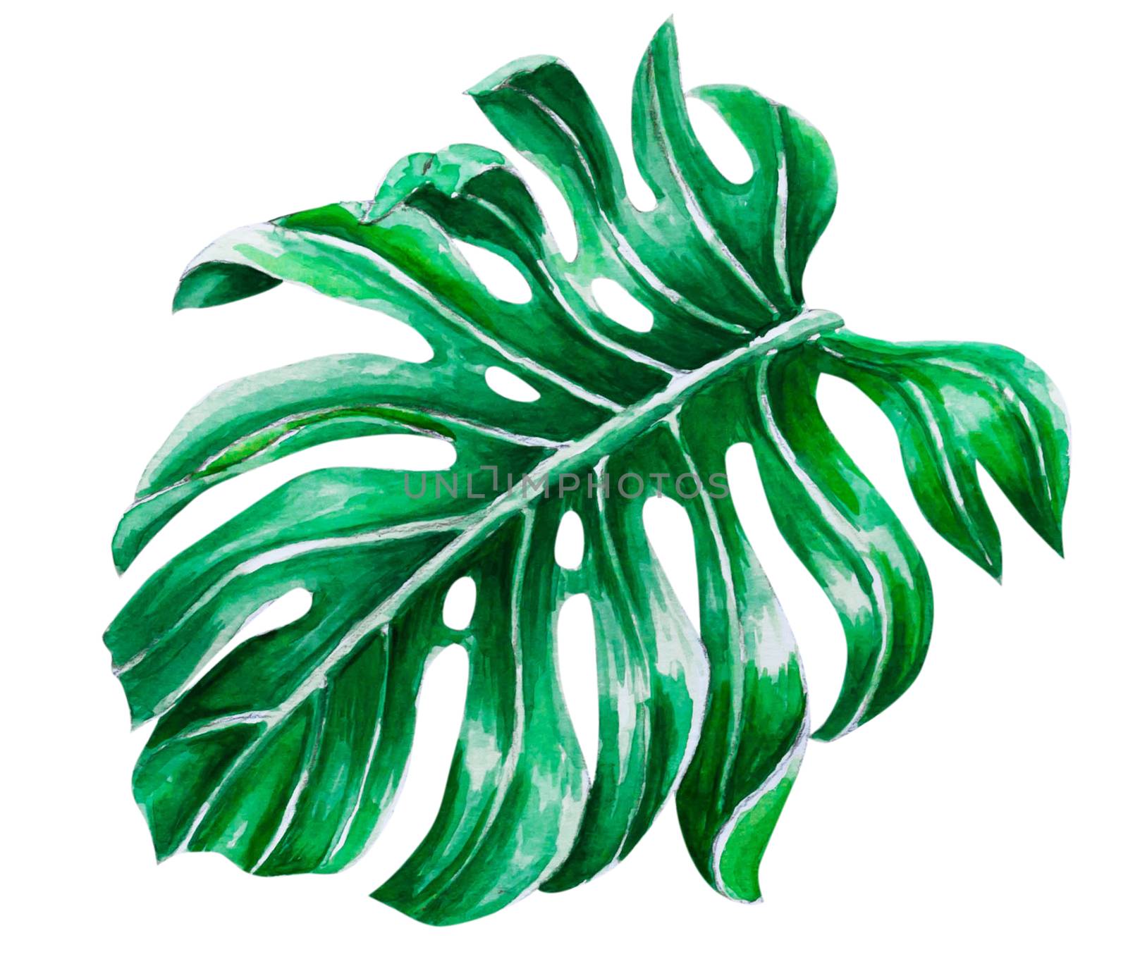 Green monstera tropical leaves watercolor illustration, isolated on white background