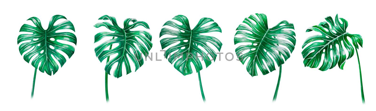 Green monstera tropical leaves watercolor illustration, isolated by pt.pongsak@gmail.com