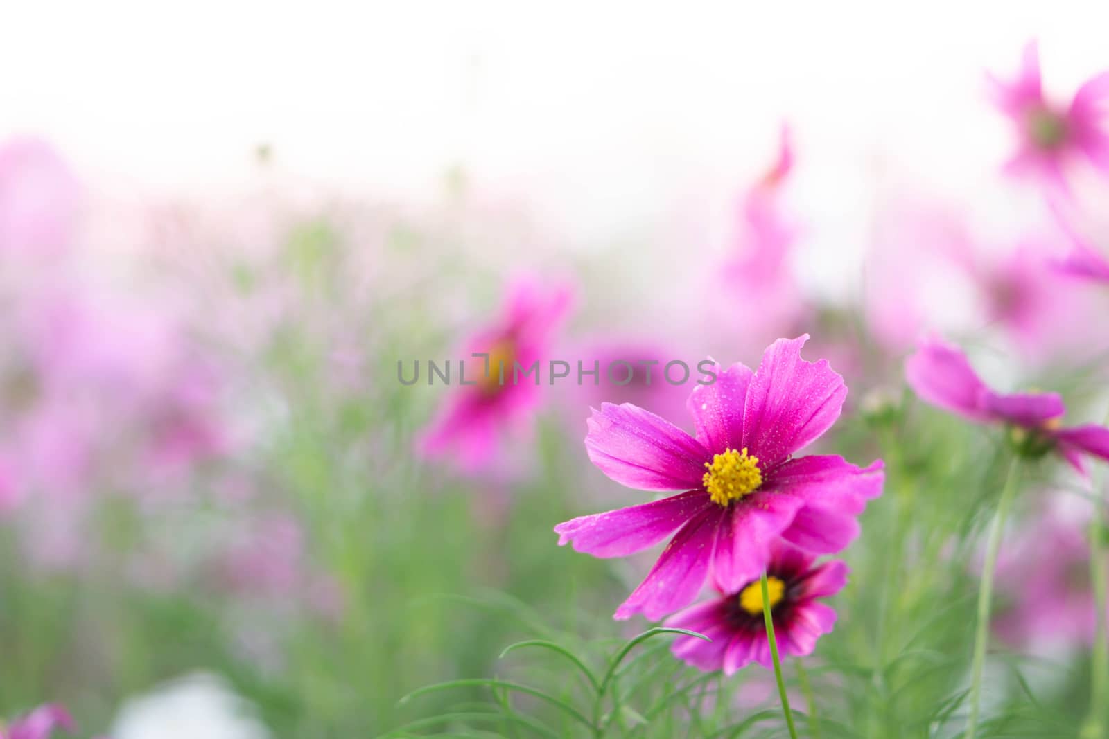 Closeup beautiful pink cosmos flower in the field with sunlight at morning, selective focus