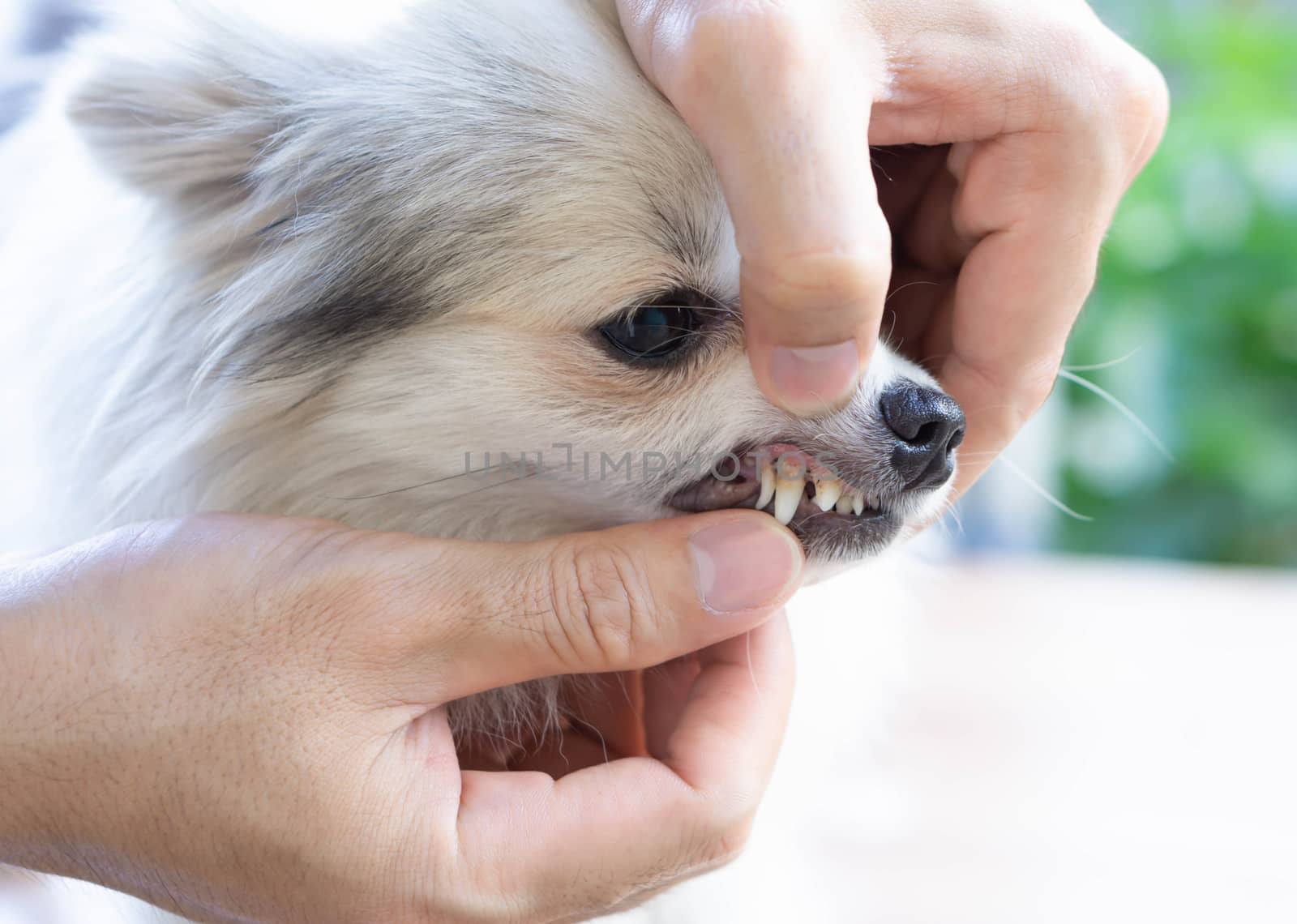 Closeup teeth of pomeranian dog with tartar, pet health care con by pt.pongsak@gmail.com