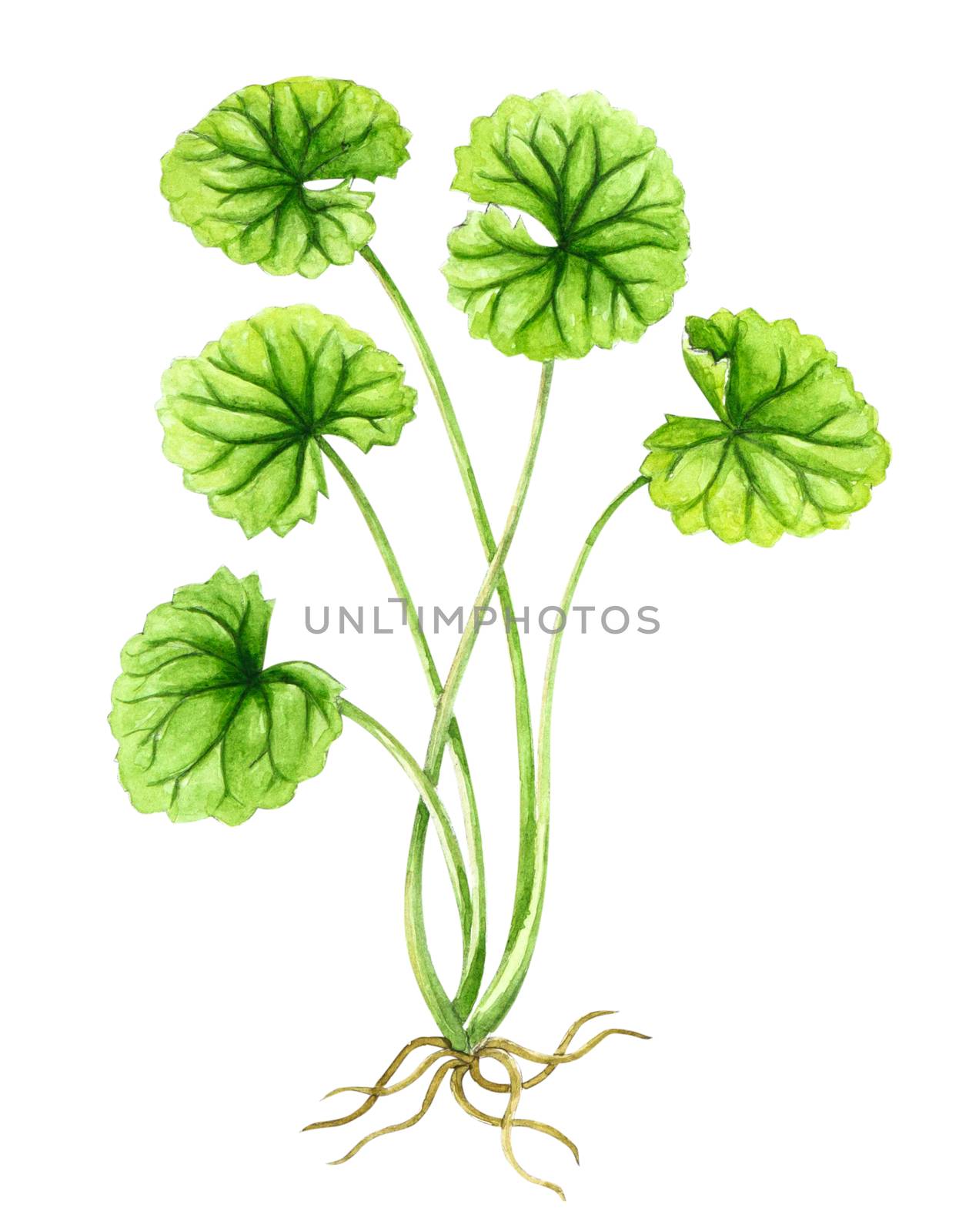 Gotu kola leaf watercolor illustration on white background, heal by pt.pongsak@gmail.com
