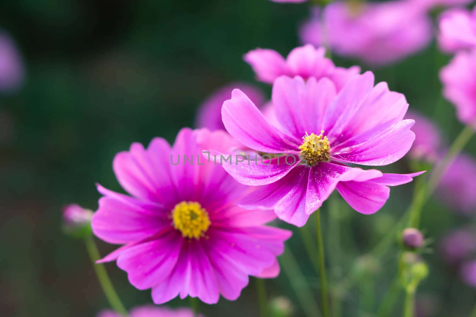 Closeup beautiful pink cosmos flower in the field, selective focus