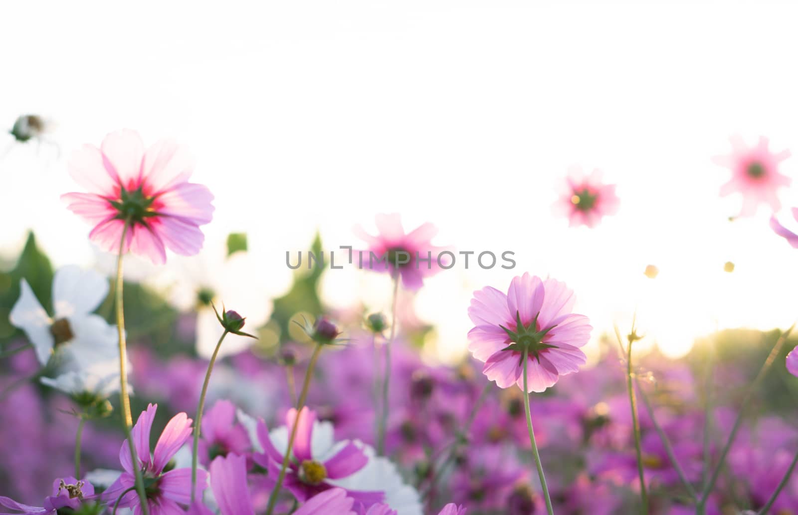 Closeup beautiful pink cosmos flower in the field with sunlight  by pt.pongsak@gmail.com