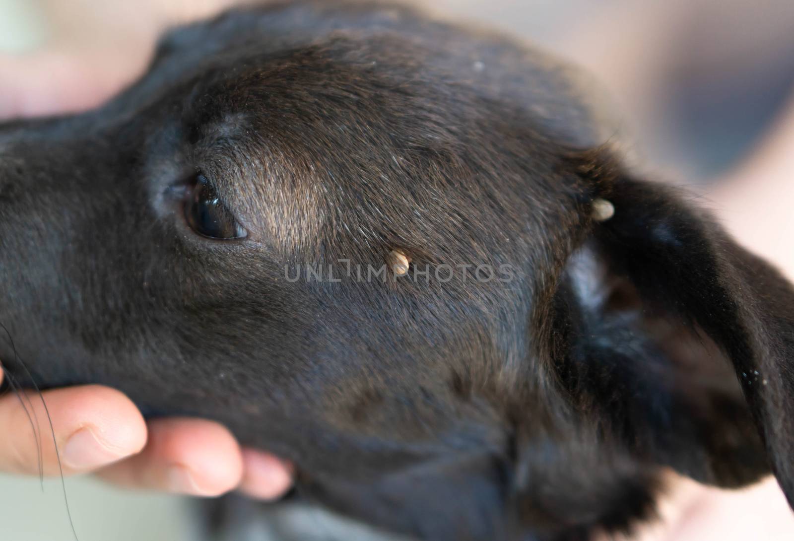 Closeup big tick parasite on face dog skin, selective focus