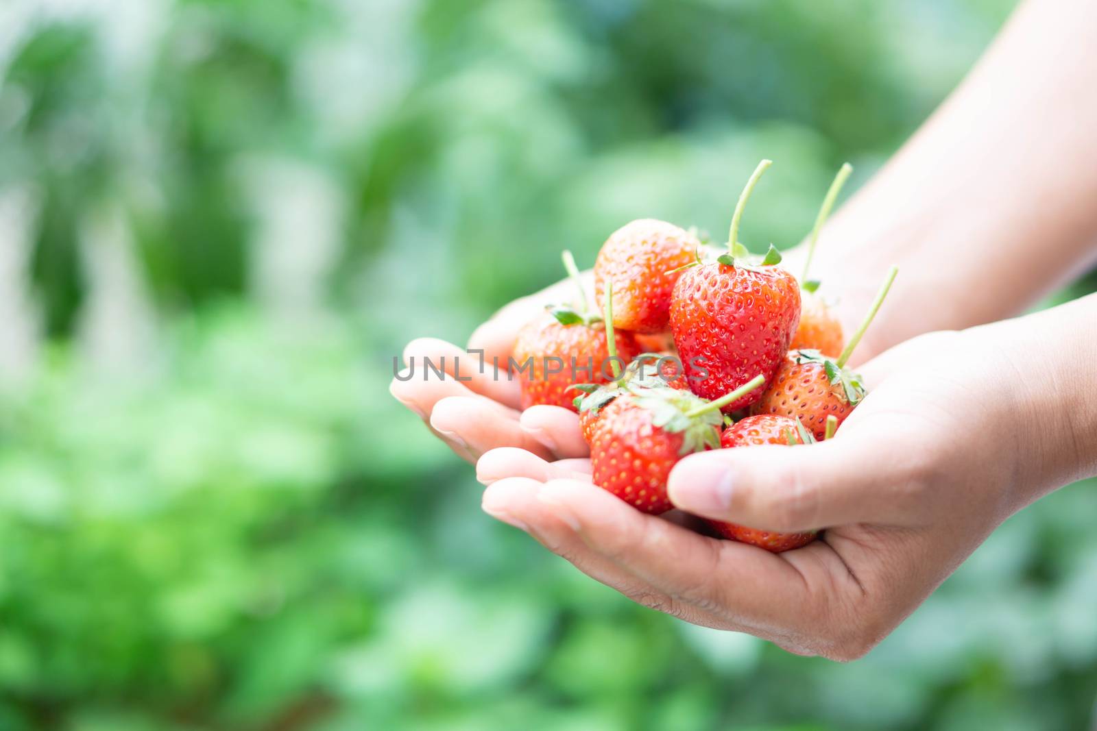 Hand holding fresh strawberry with green nature background, selective focus