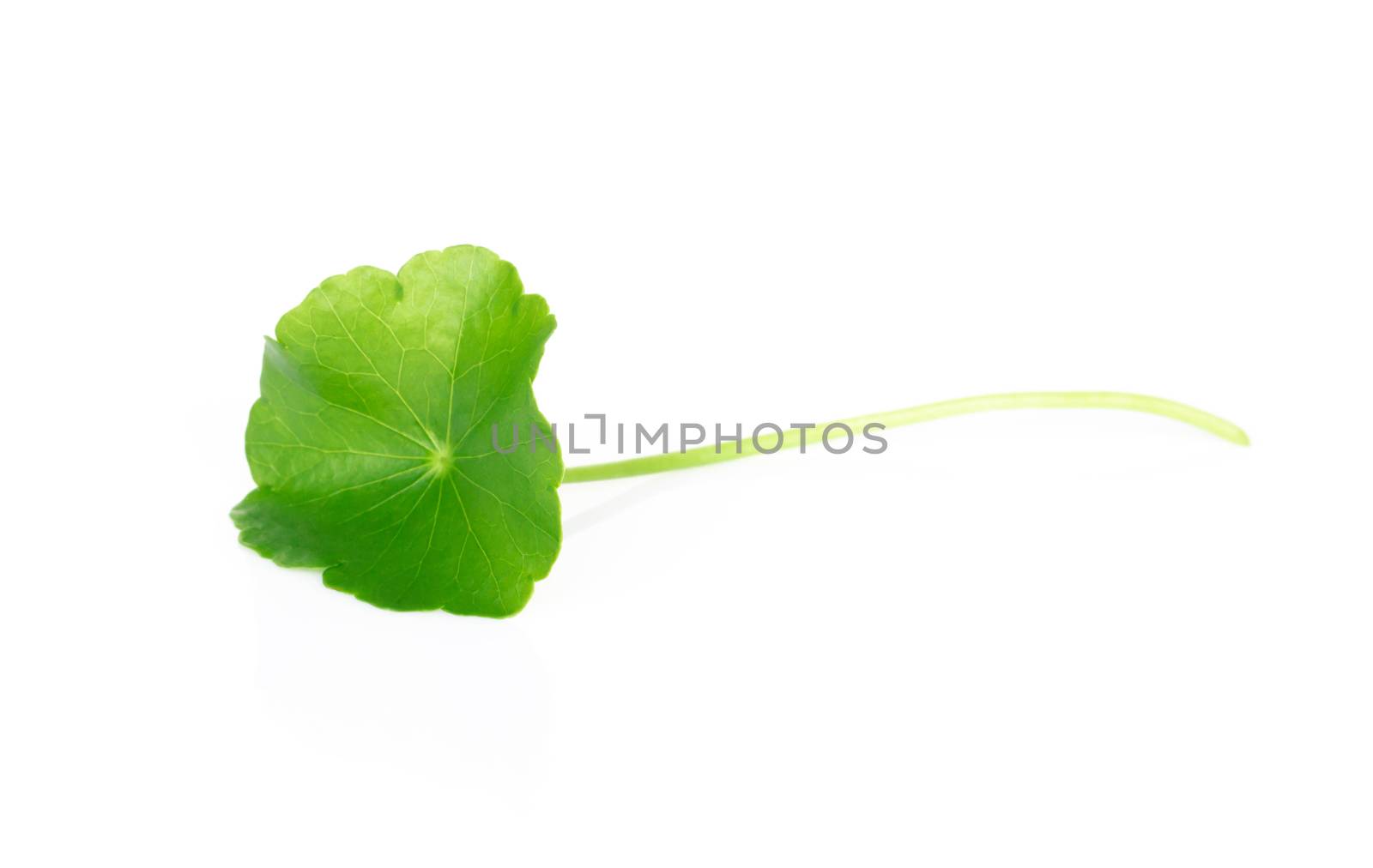 Closeup leaf of Gotu kola, Asiatic pennywort, Indian pennywort on white background, herb and medical concept