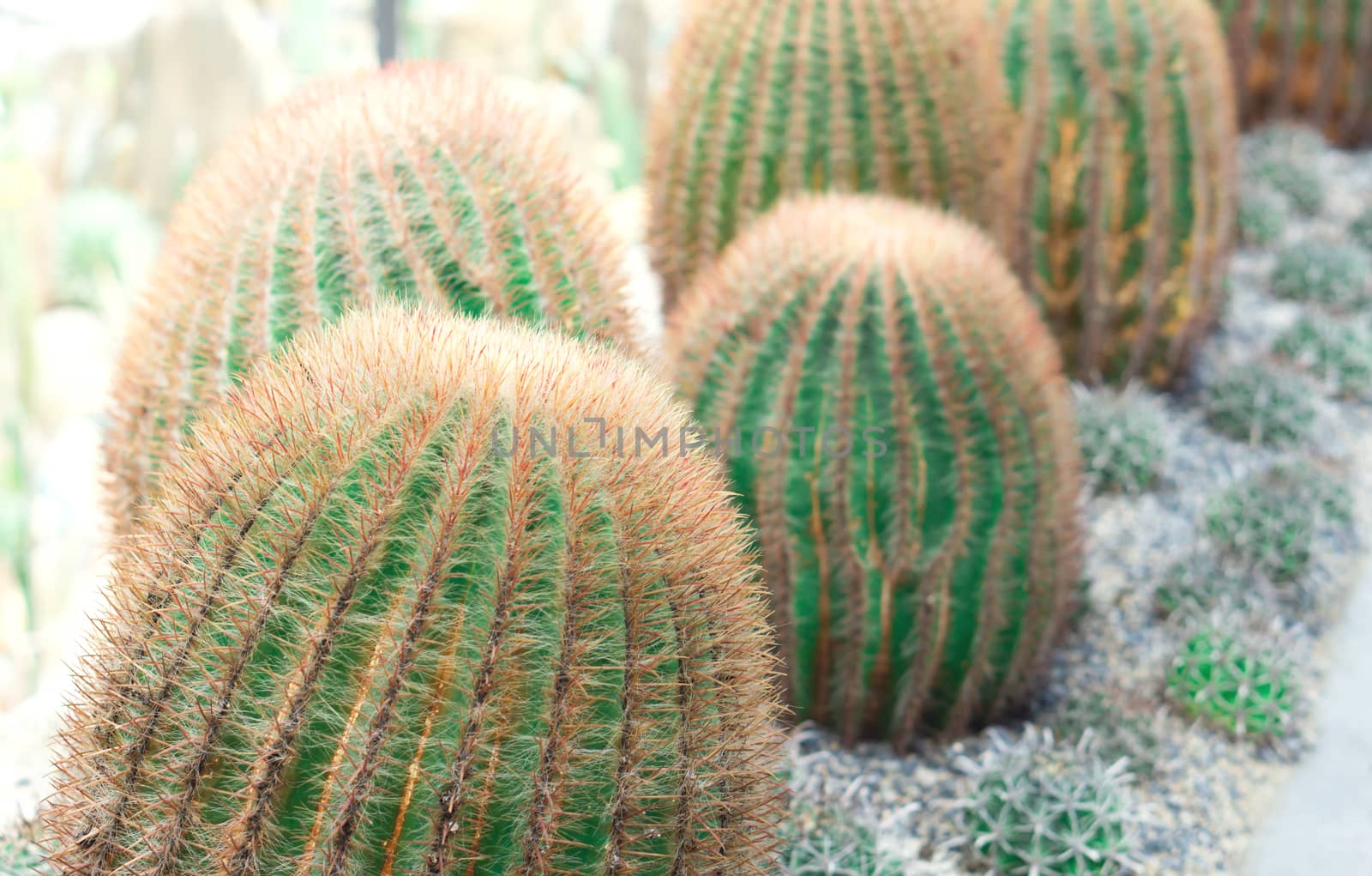 Closeup beautiful red cactus needles texture background