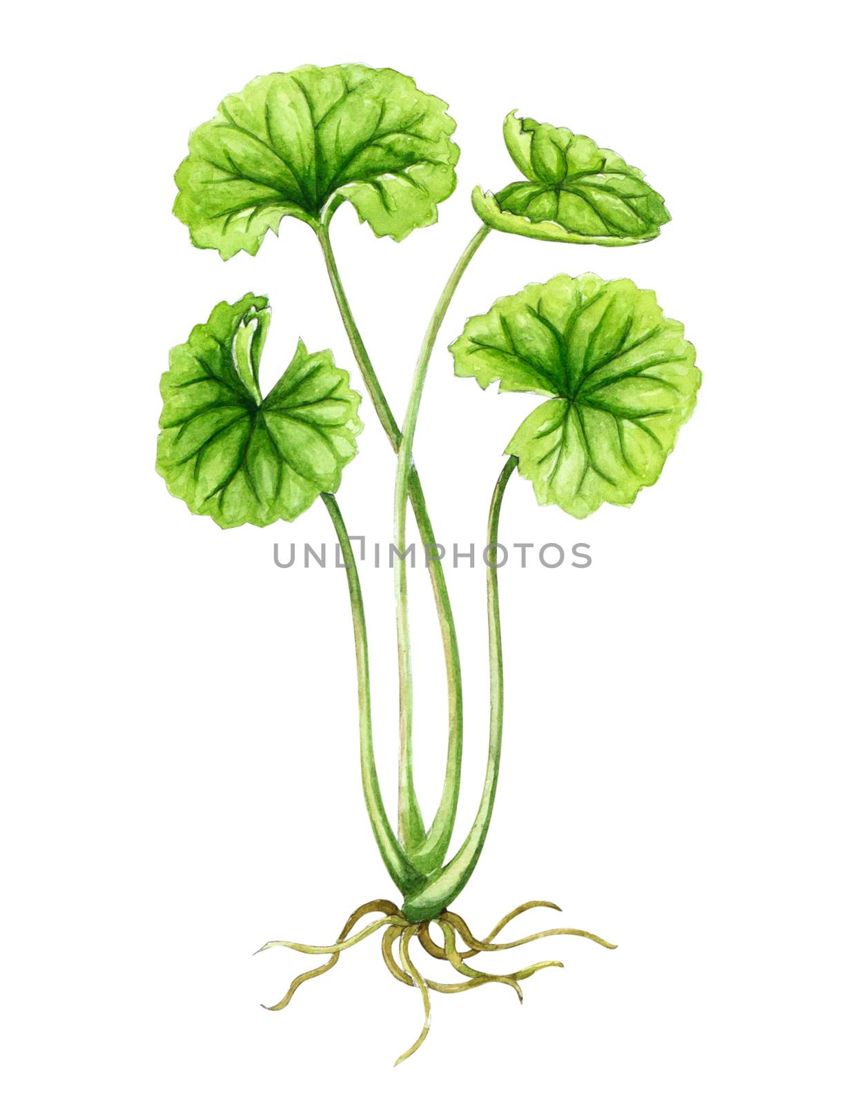 Gotu kola leaf watercolor illustration on white background, heal by pt.pongsak@gmail.com