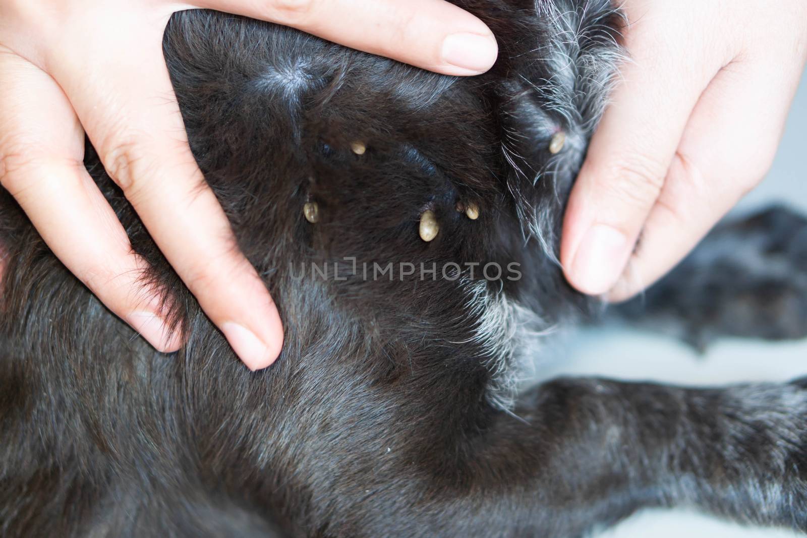 Closeup hand showing big tick parasite on a dog skin, selective  by pt.pongsak@gmail.com