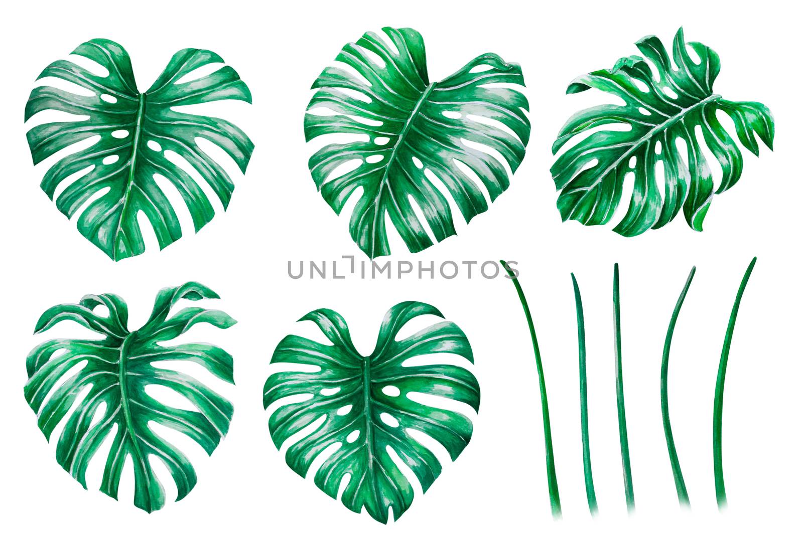 Set of Green monstera tropical leaves watercolor illustration, isolated on white background