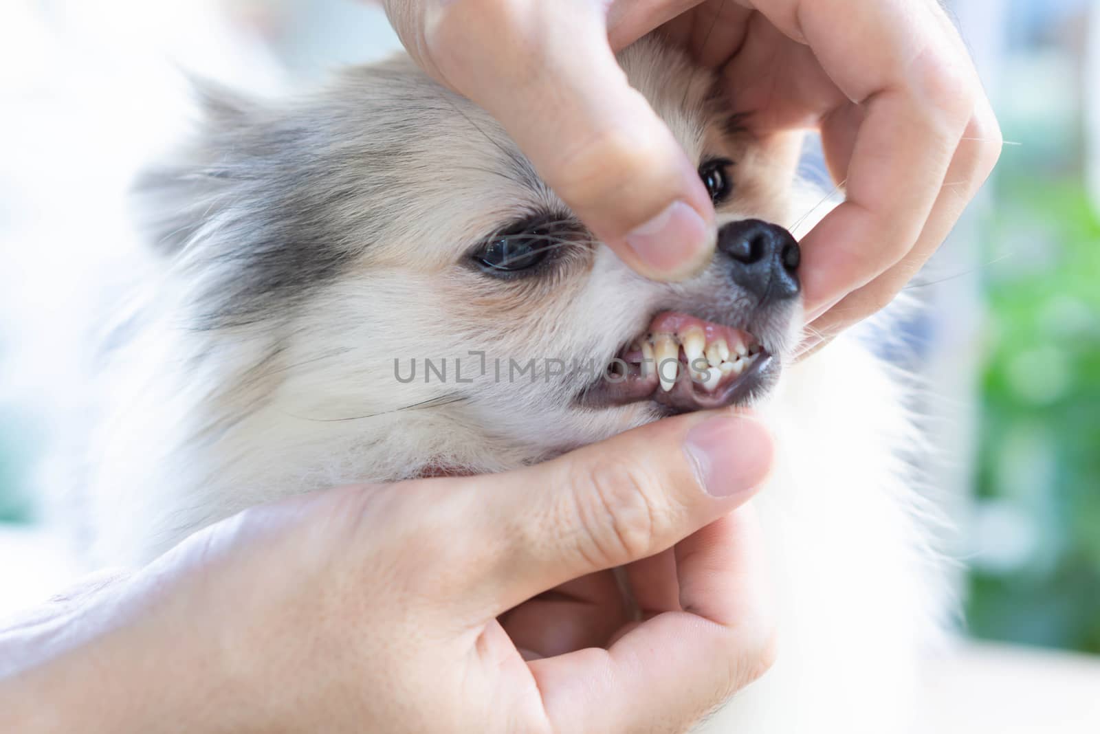 Closeup teeth of pomeranian dog with tartar, pet health care concept, selective focus