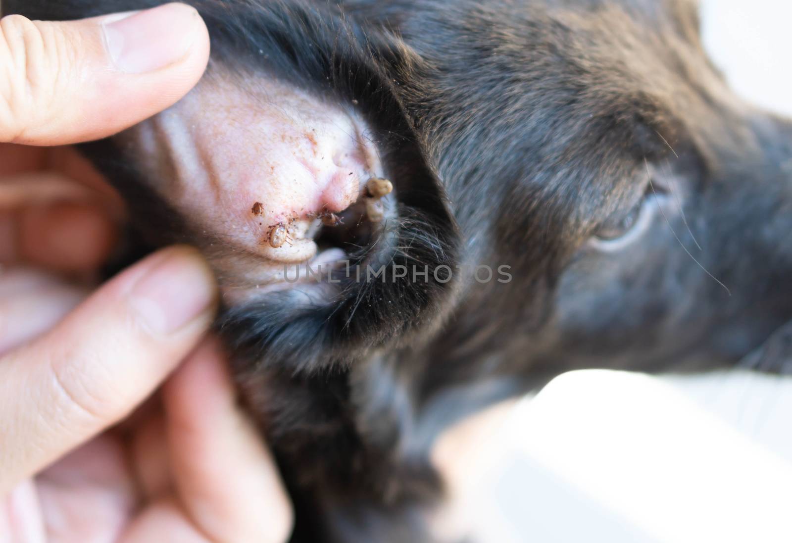 Closeup big tick parasite on ear dog skin, selective focus