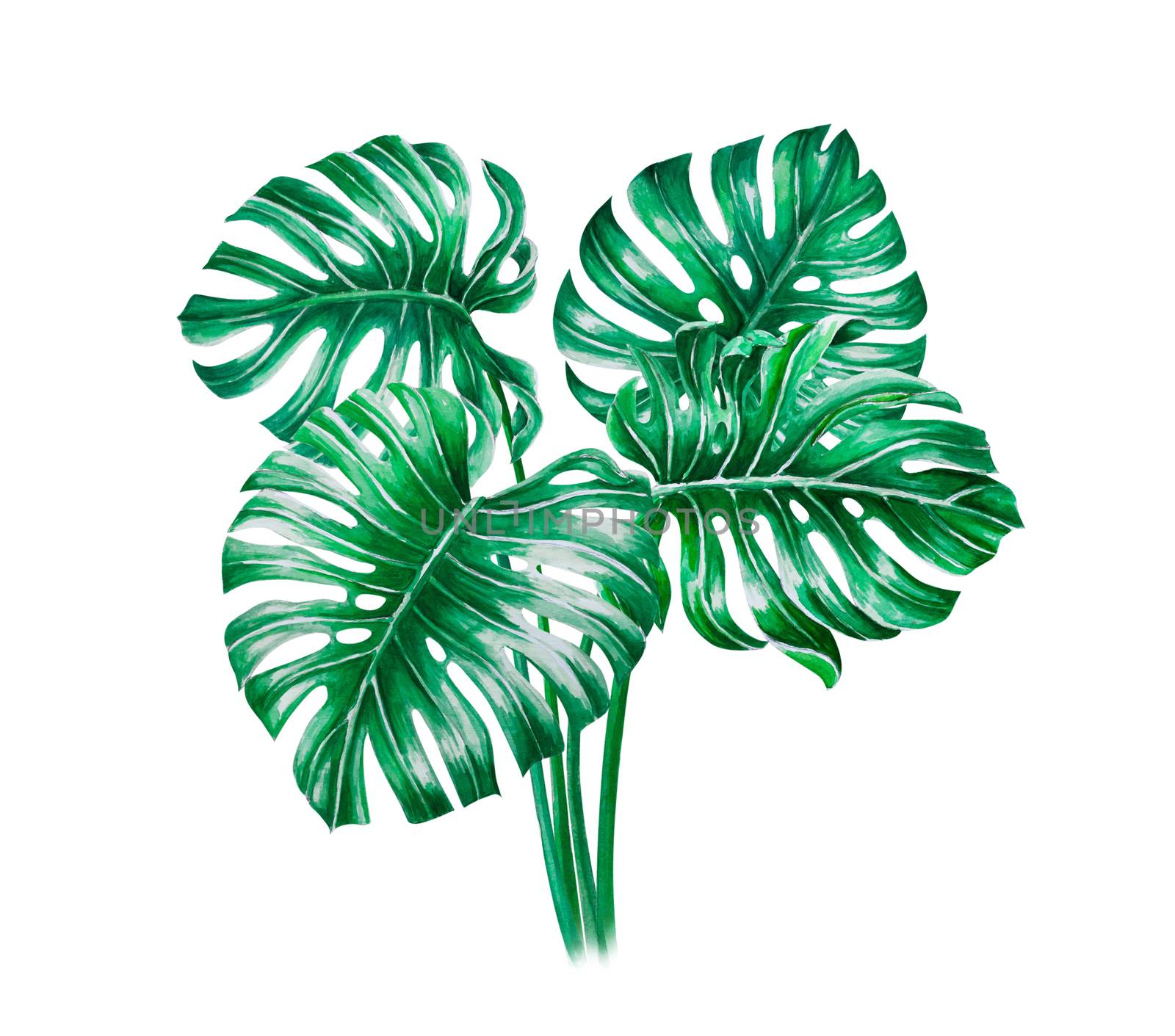 Green monstera tropical leaves watercolor illustration, isolated by pt.pongsak@gmail.com