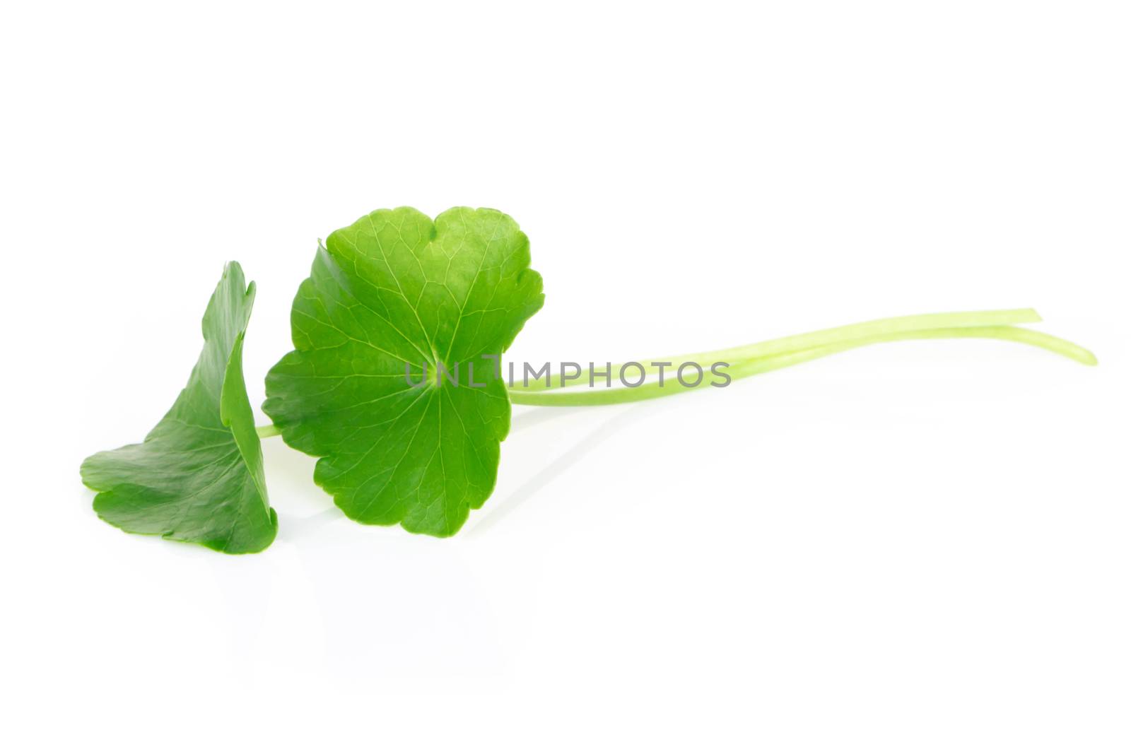 Closeup leaf of Gotu kola, Asiatic pennywort, Indian pennywort on white background, herb and medical concept