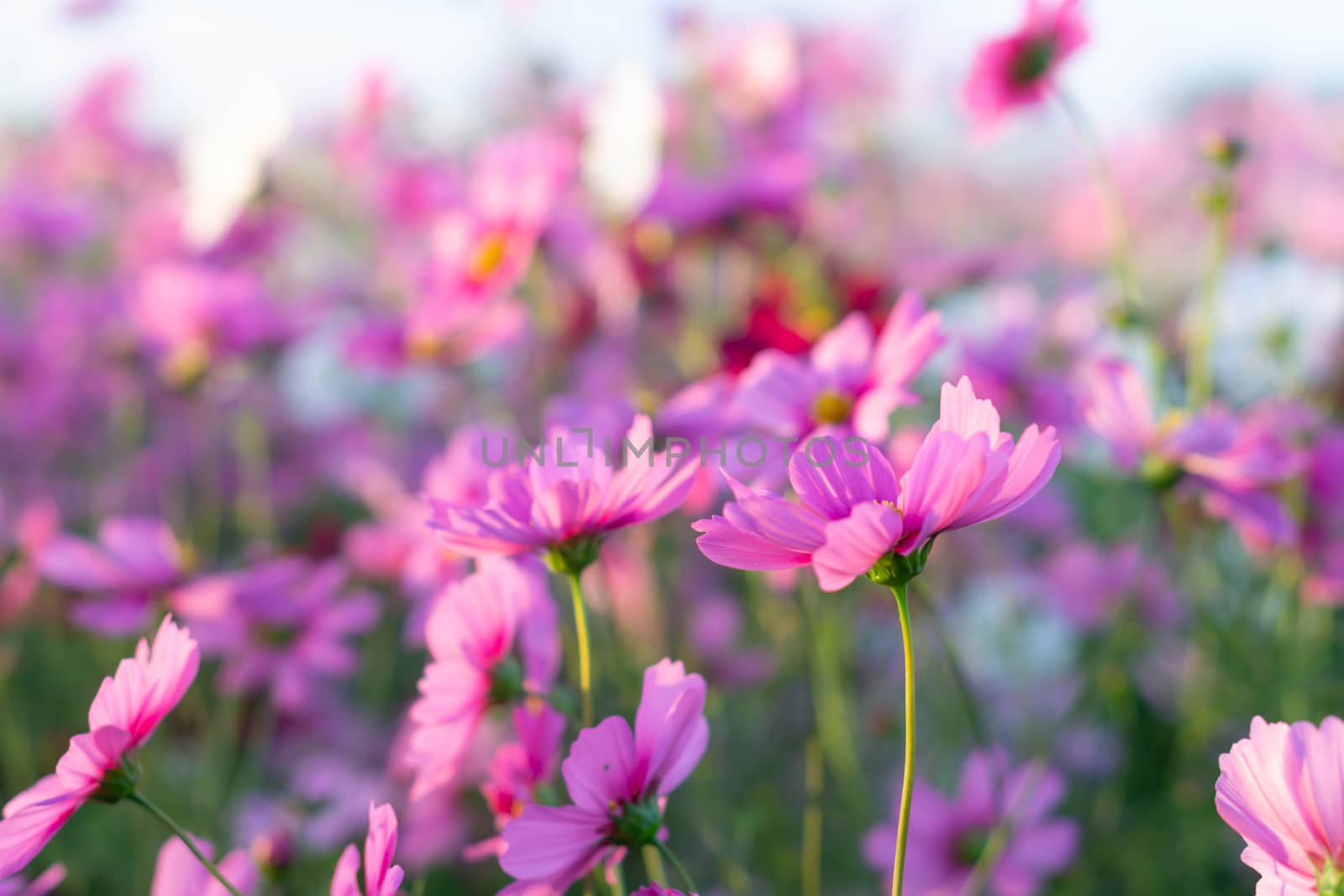 Closeup beautiful pink cosmos flower in the field with sunlight  by pt.pongsak@gmail.com