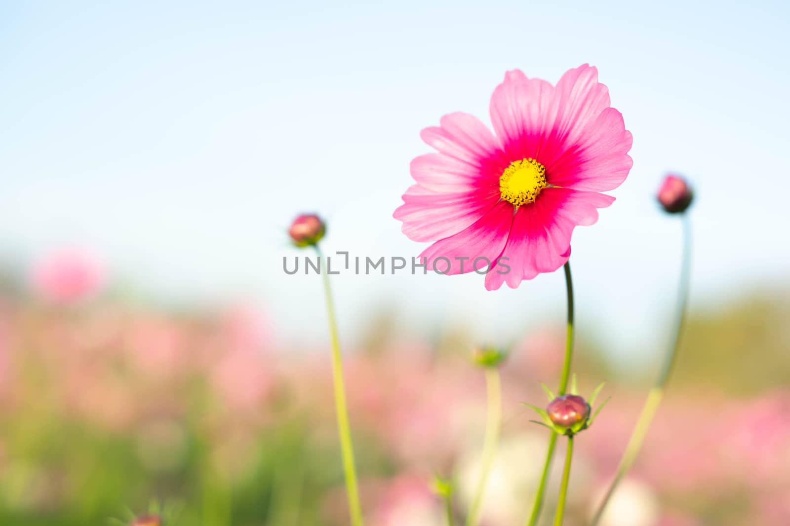 Closeup beautiful pink cosmos flower in the field with sunlight  by pt.pongsak@gmail.com