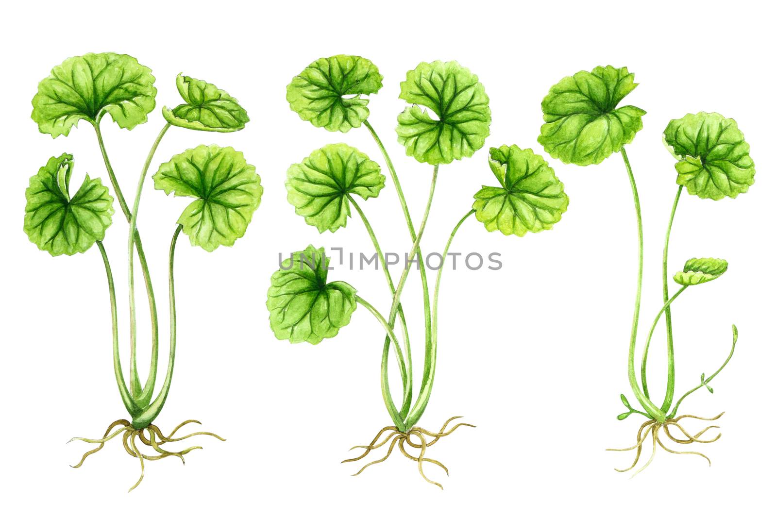 Gotu kola leaf watercolor illustration on white background, heal by pt.pongsak@gmail.com