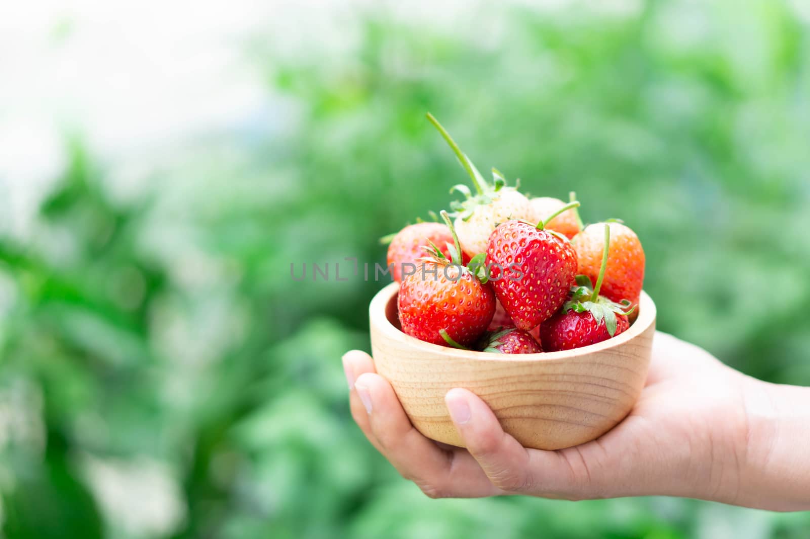 Hand holding fresh strawberry in wood bowl with green nature bac by pt.pongsak@gmail.com