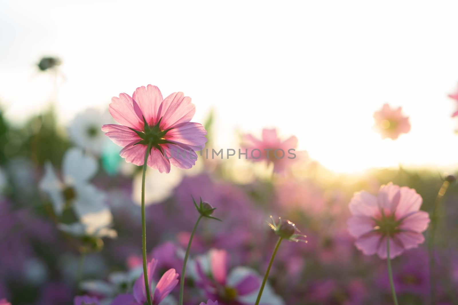 Closeup beautiful pink cosmos flower in the field with sunlight  by pt.pongsak@gmail.com