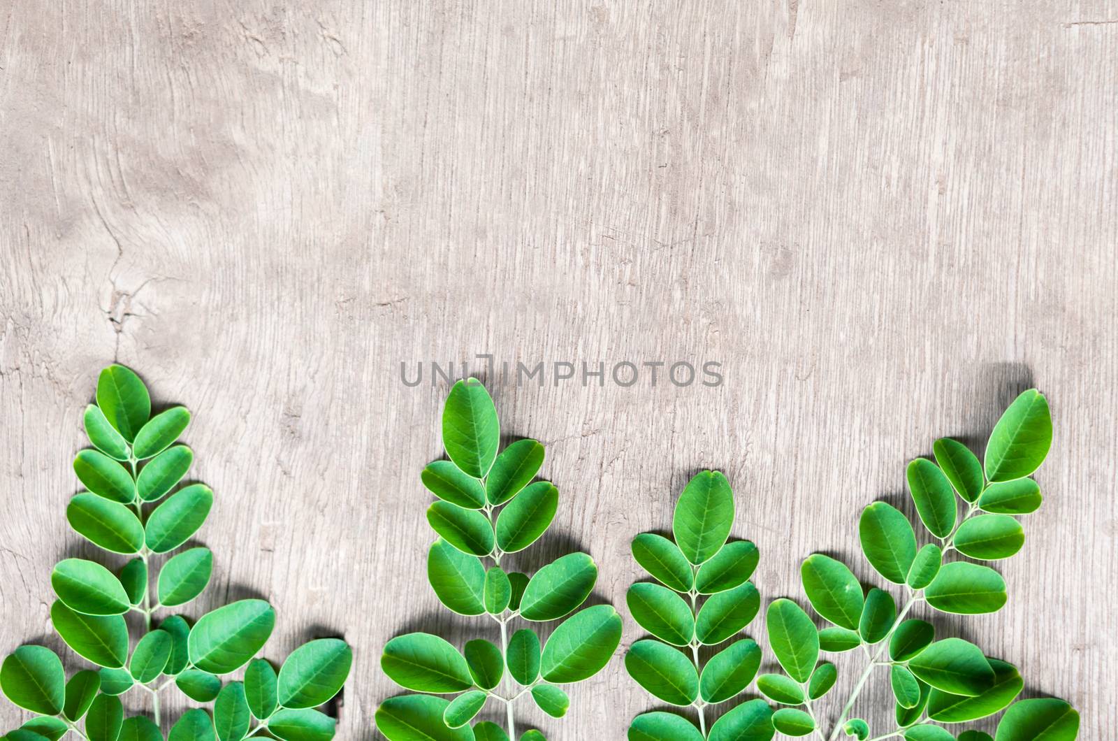 Closeup top view moringa leaves branch, herb and medical concept by pt.pongsak@gmail.com