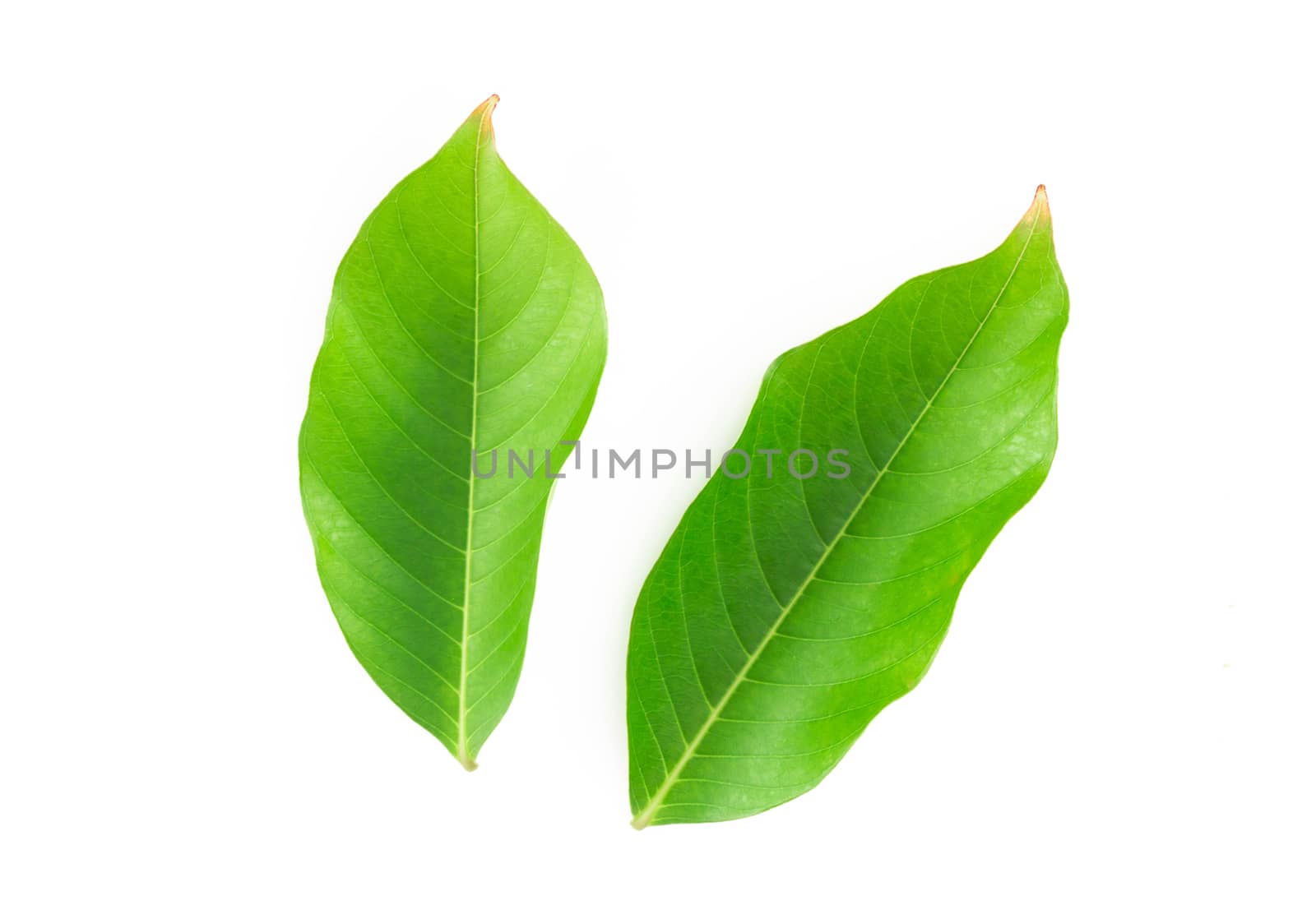 Green leaf isolated on white background