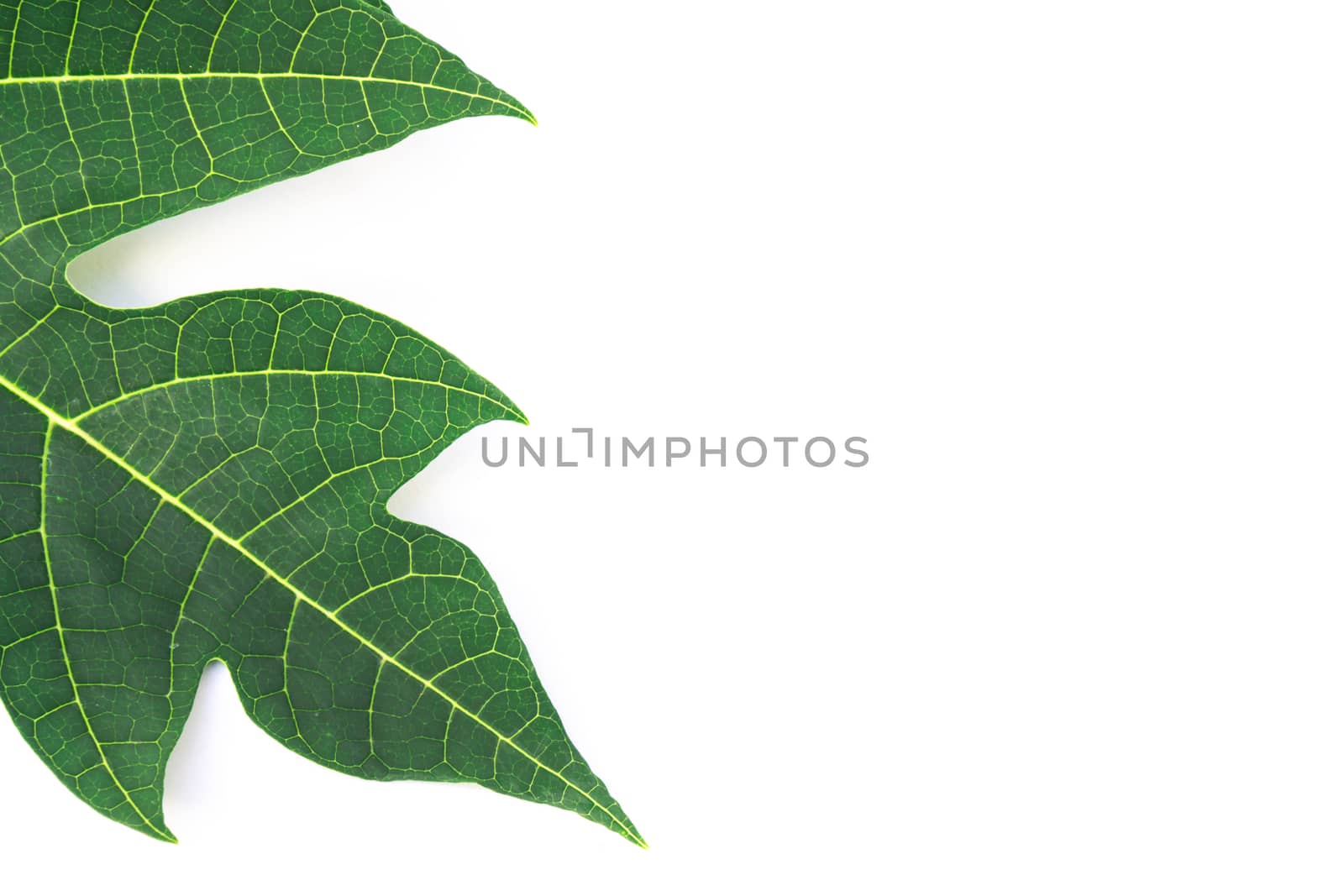 Closeup green papaya leaf isolated on white background