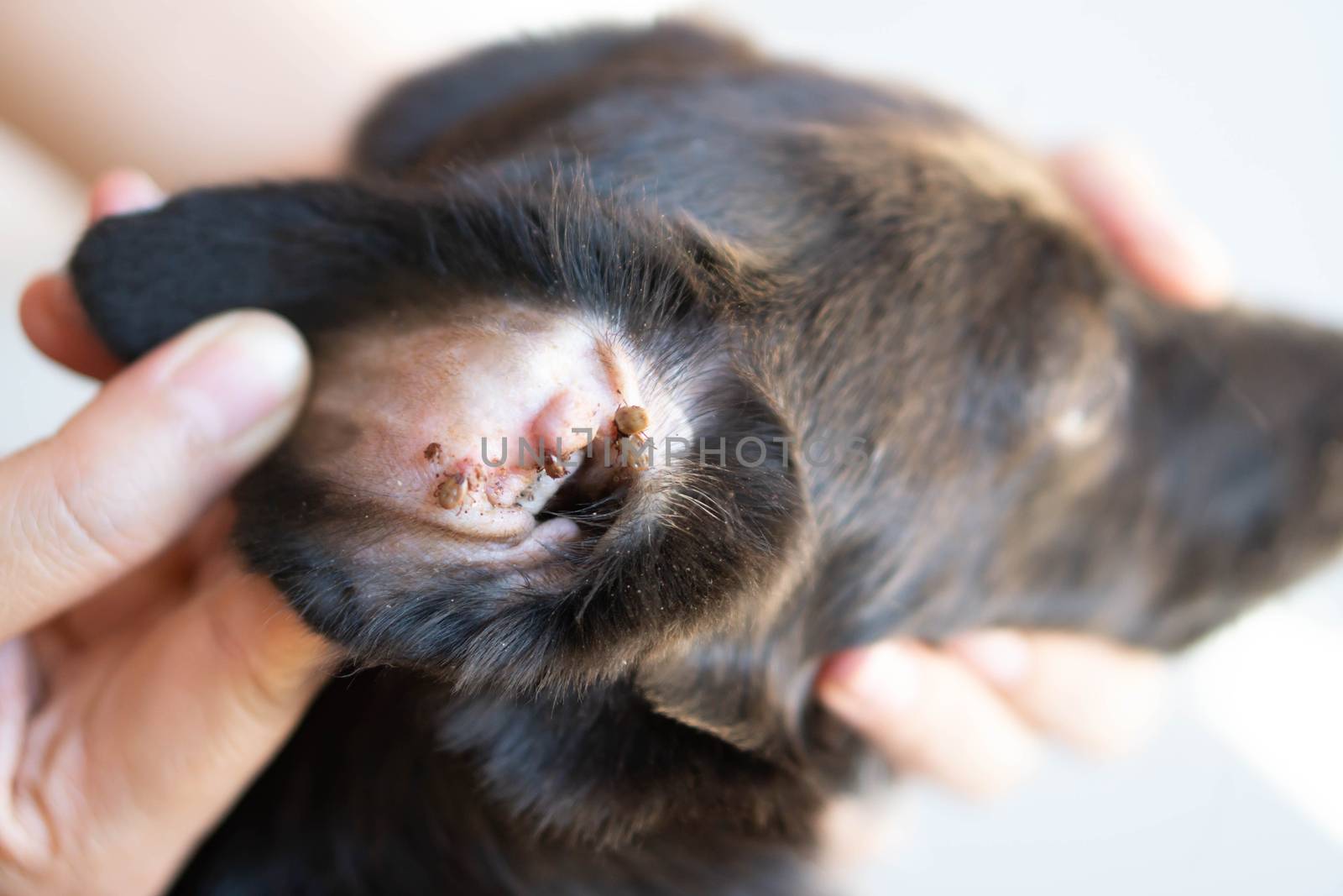 Closeup big tick parasite on ear dog skin, selective focus by pt.pongsak@gmail.com