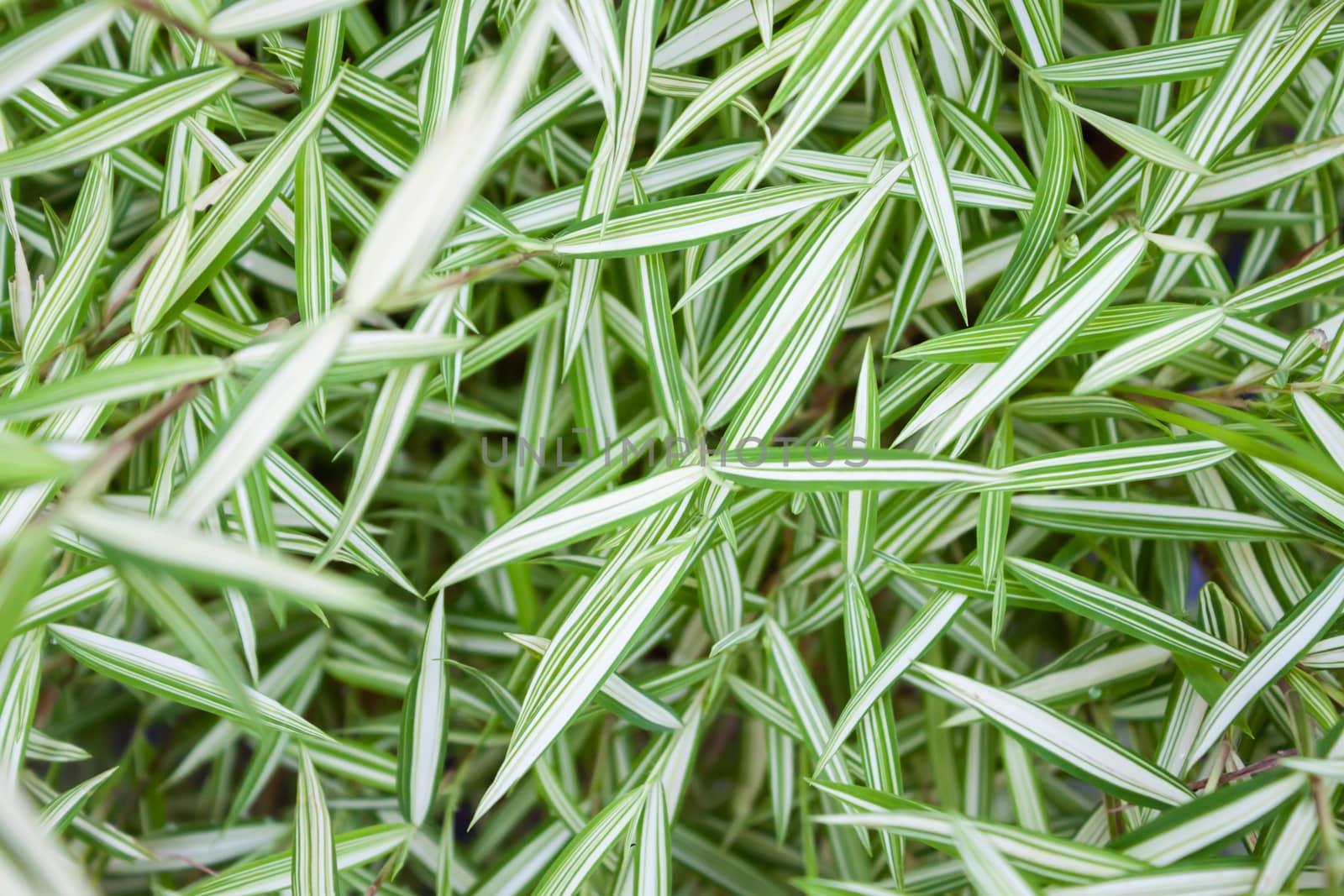 Green leaves background in garden, stock photo