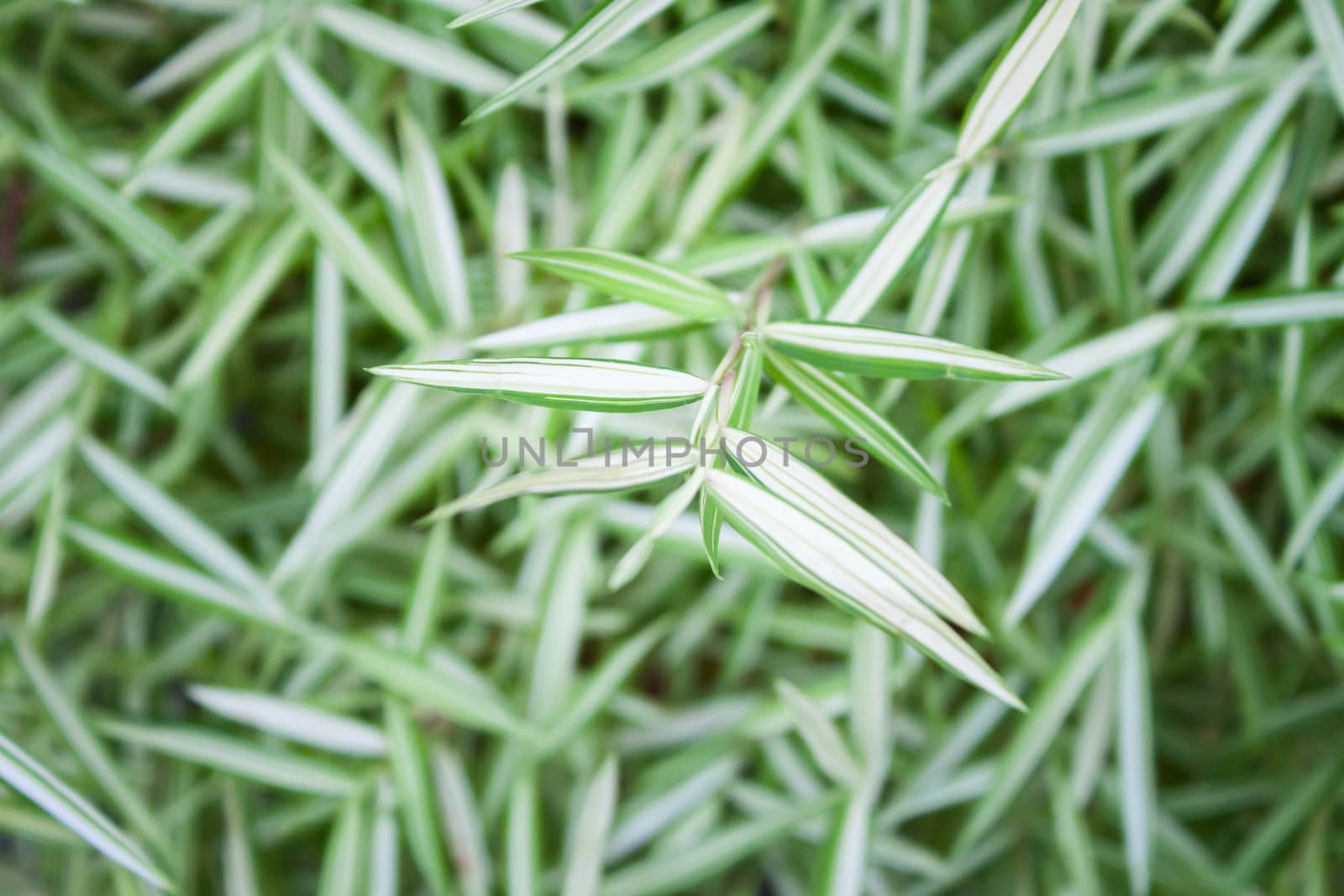 Green leaves background in garden, stock photo