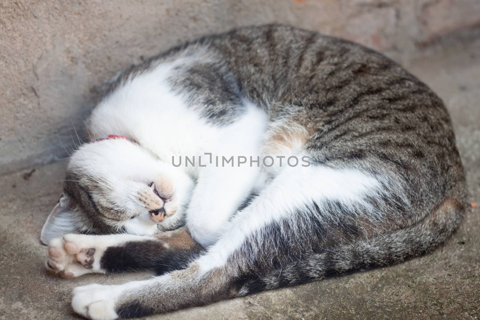 Thai cat sleeping in garden home, stock photo