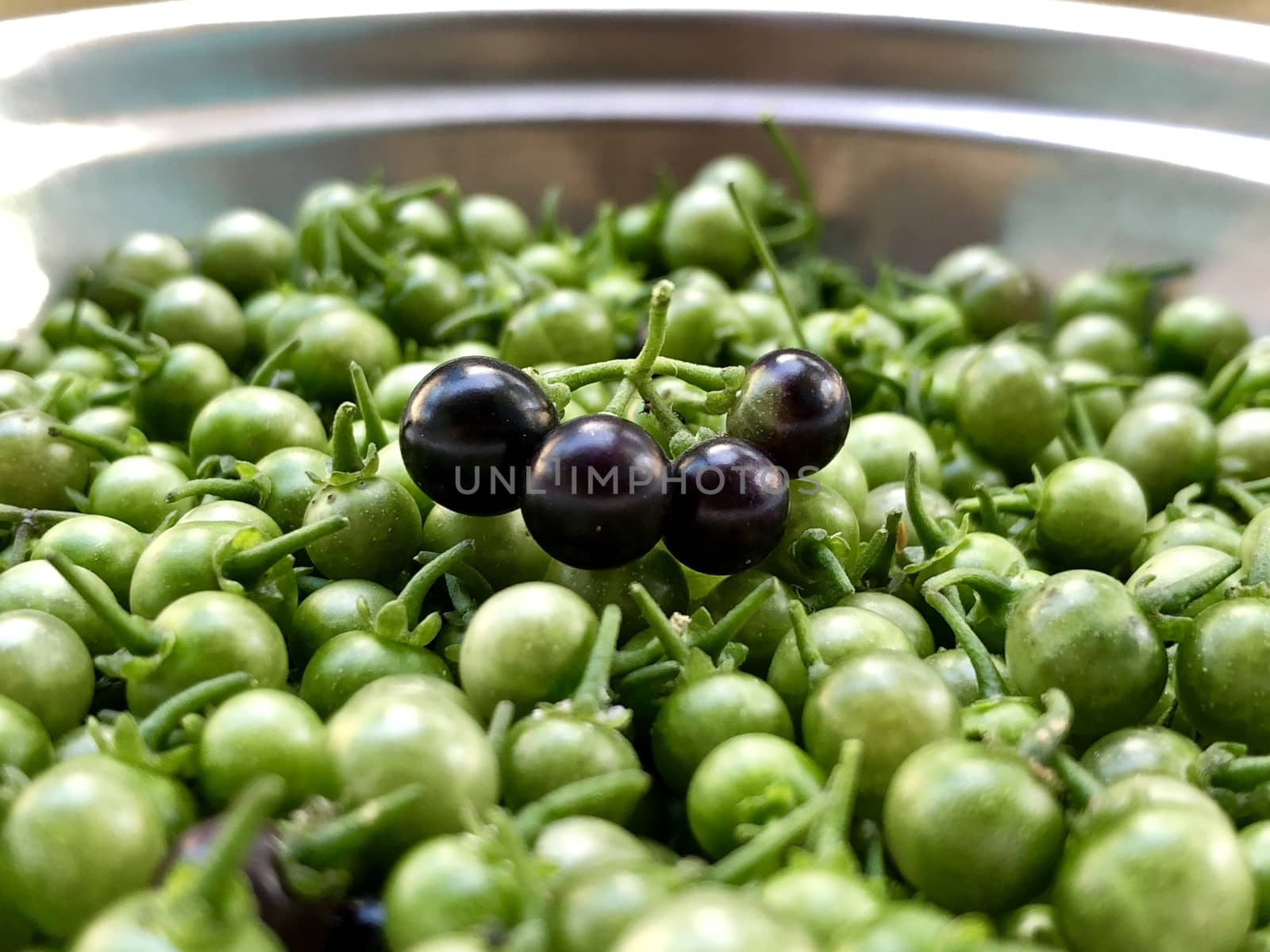 Wonder berry fruits are kept in the clusters before cooking in a plate