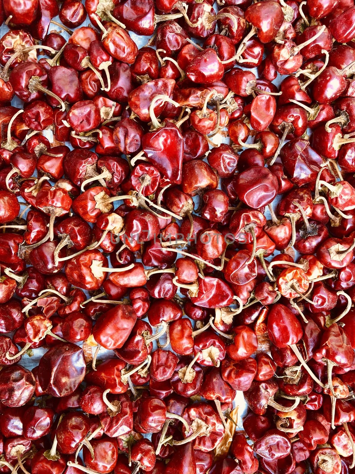 Red color Habanero capsicum kept for drying in the summer season