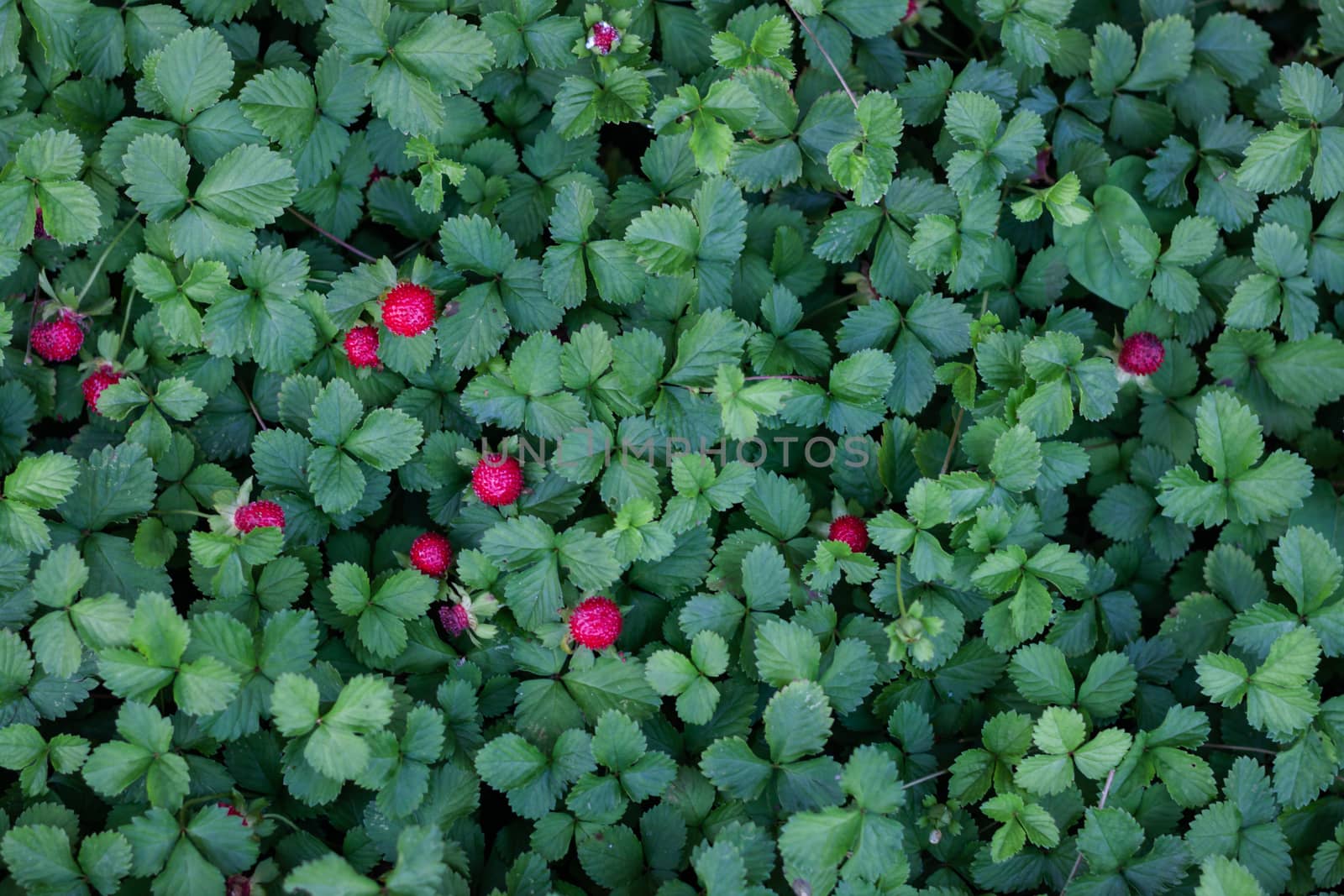 Green leaves background in garden by punsayaporn