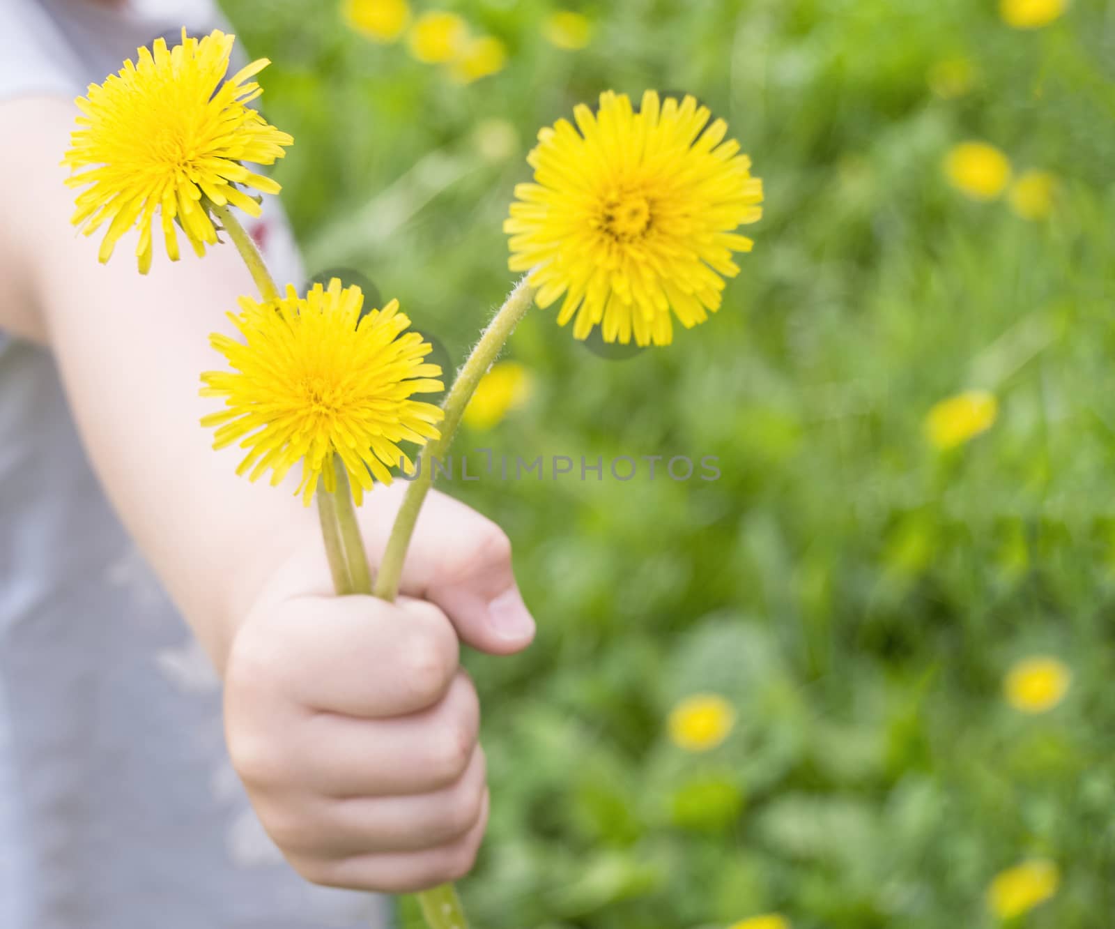 The concept of a happy childhood, yellow dandelions in the hand of a child on a blurred background of nature, in the open.