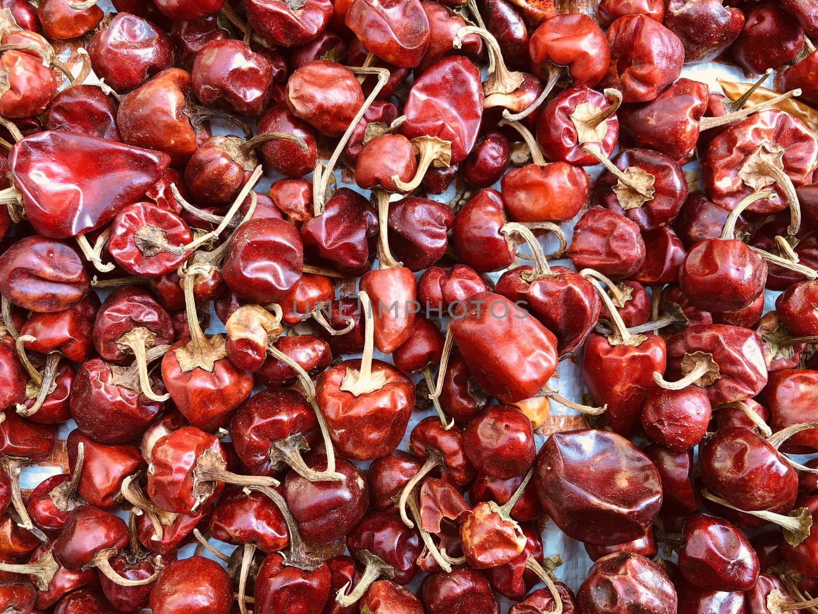 Red color Habanero capsicum kept for drying in the summer season