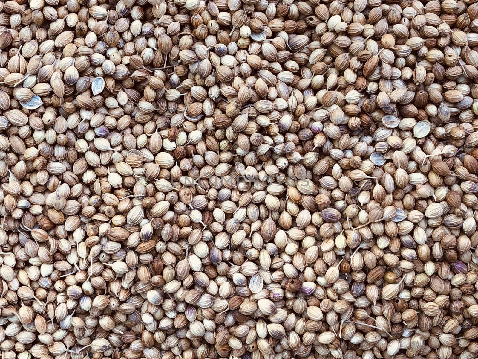 Coriander seeds kept in abundance in the sunlight before household usage