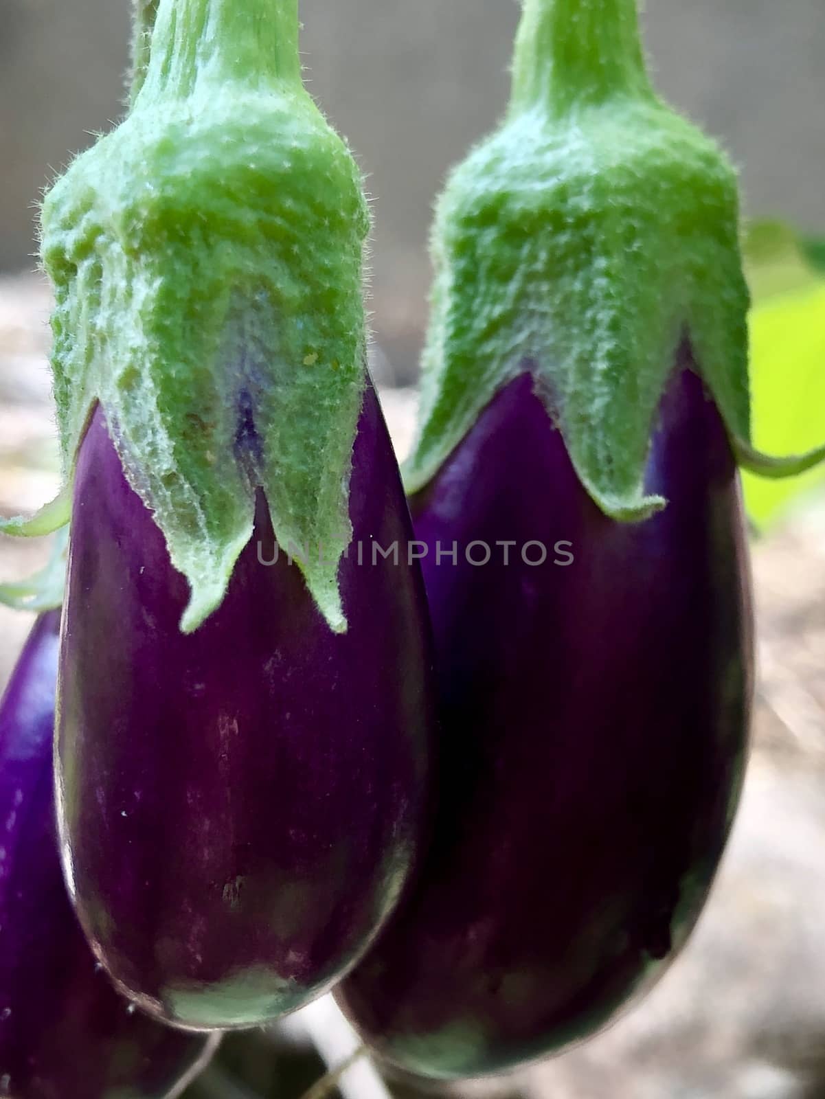 Beautiful view of Brinjal vegetable grown in the egg plant at home garden during the summer season