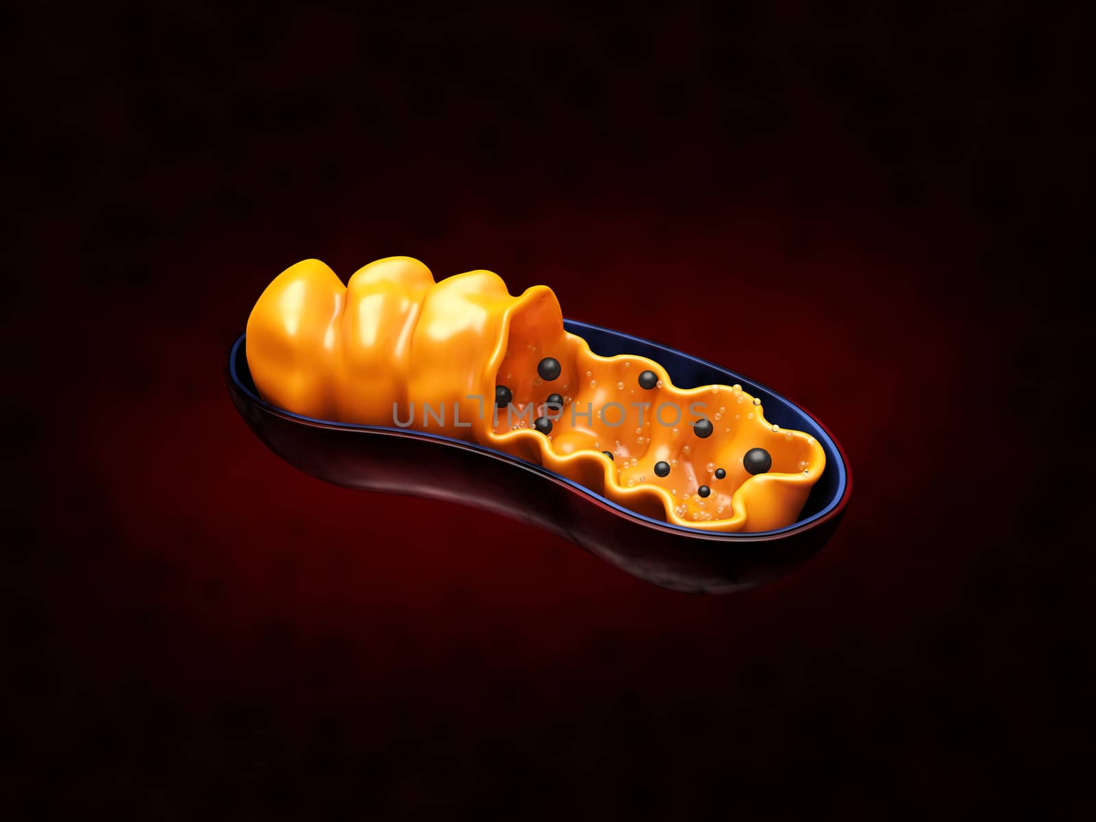 3d Rendering of Mitochondria - realistic illustration on red background by tussik