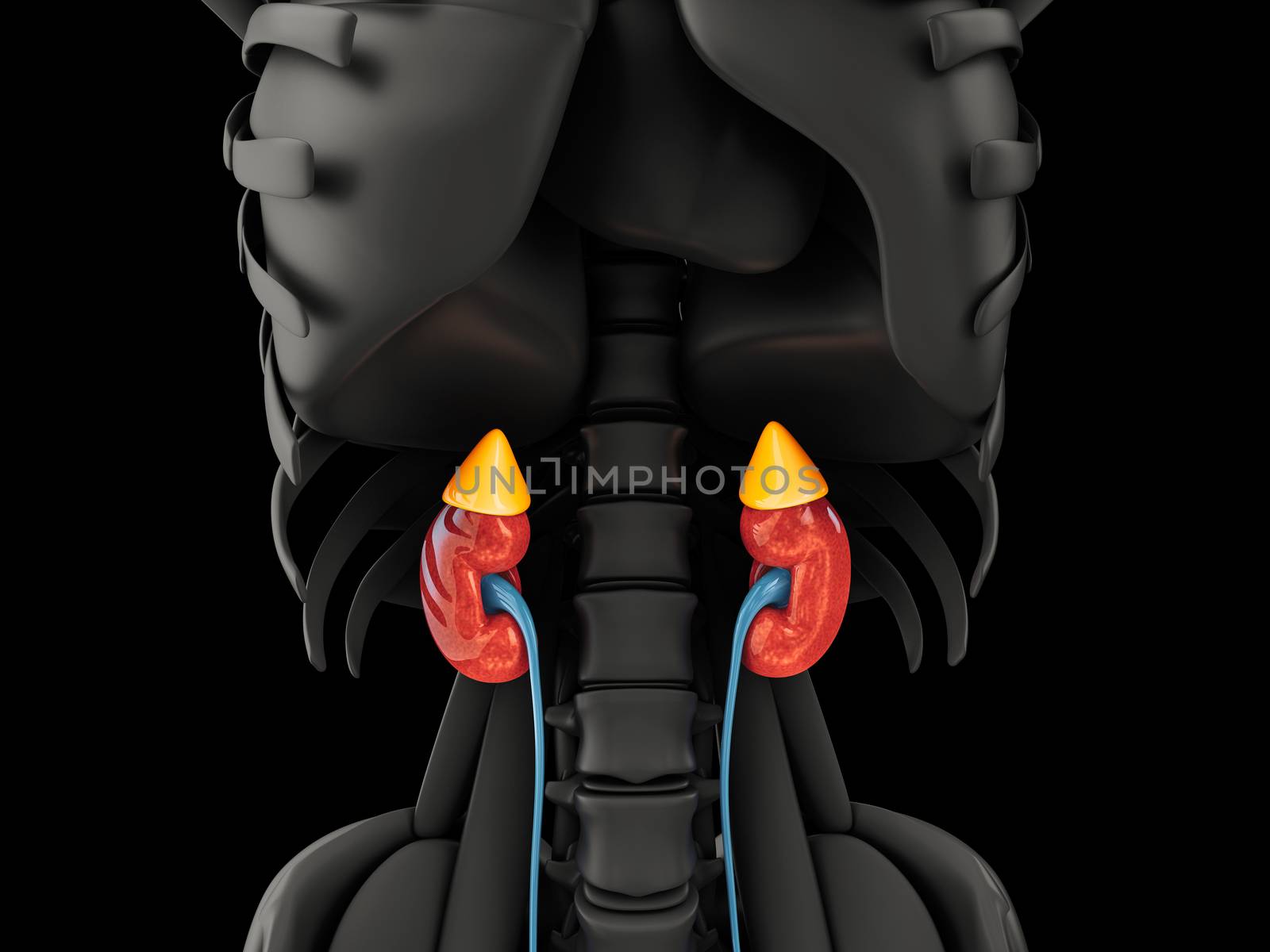 3d illustration of the kidney. Science medical educational material, clipping path included.