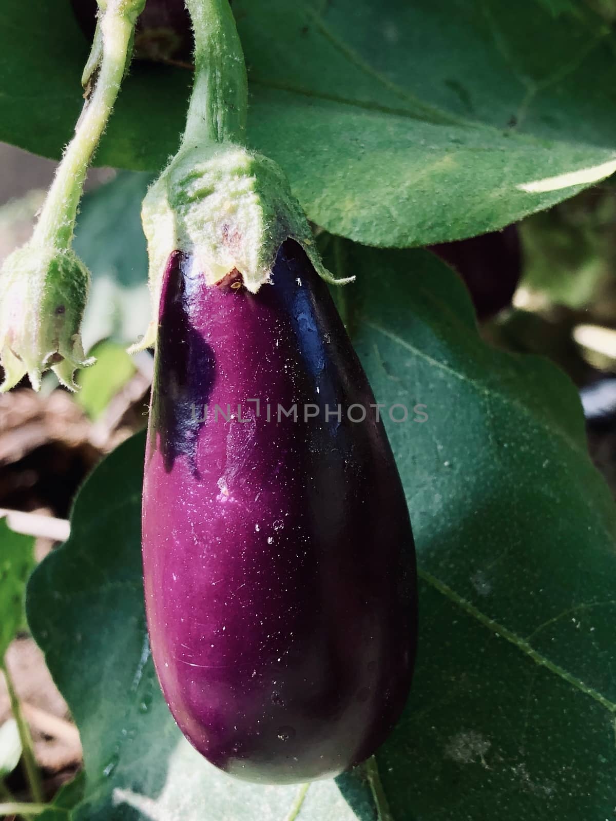 Beautiful view of Brinjal vegetable grown in the egg plant at home garden during the summer season