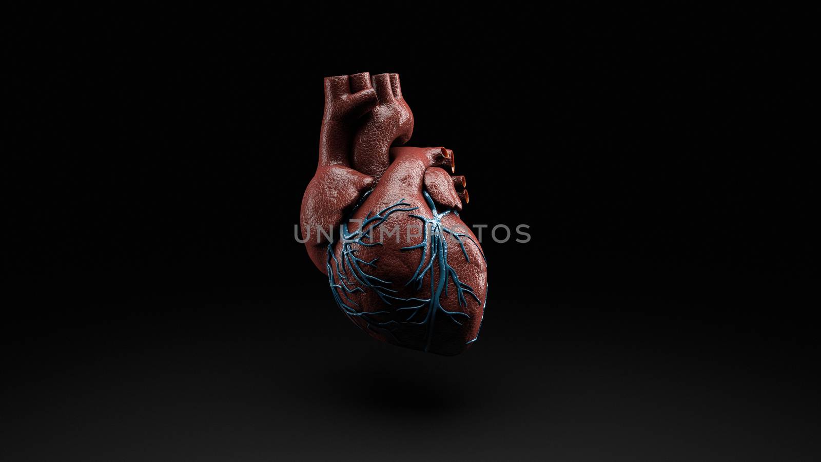 Anatomy of Human Heart Isolated on black, 3d Rendering.