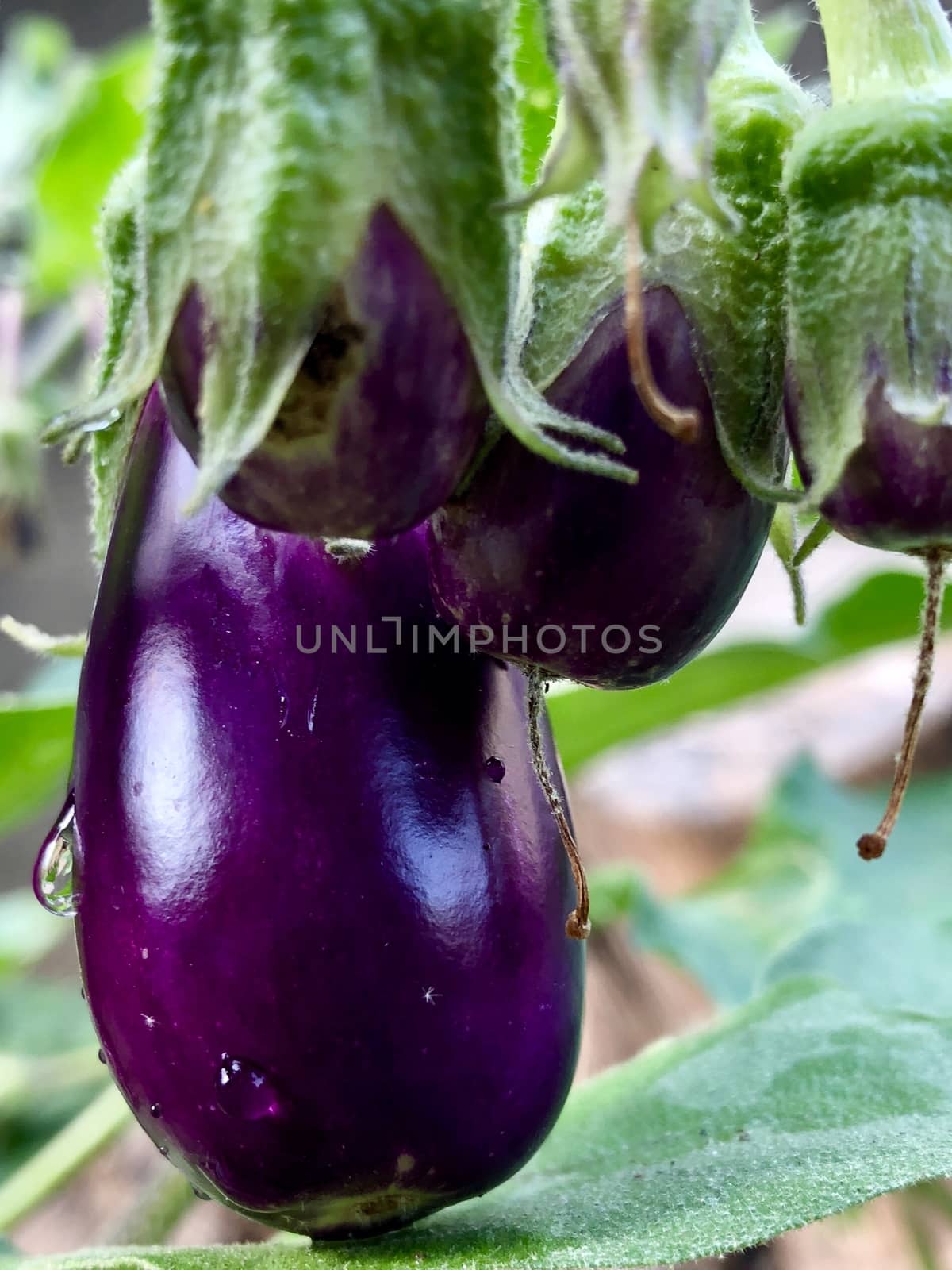Beautiful view of Brinjal vegetable grown in the egg plant at home garden during the summer season