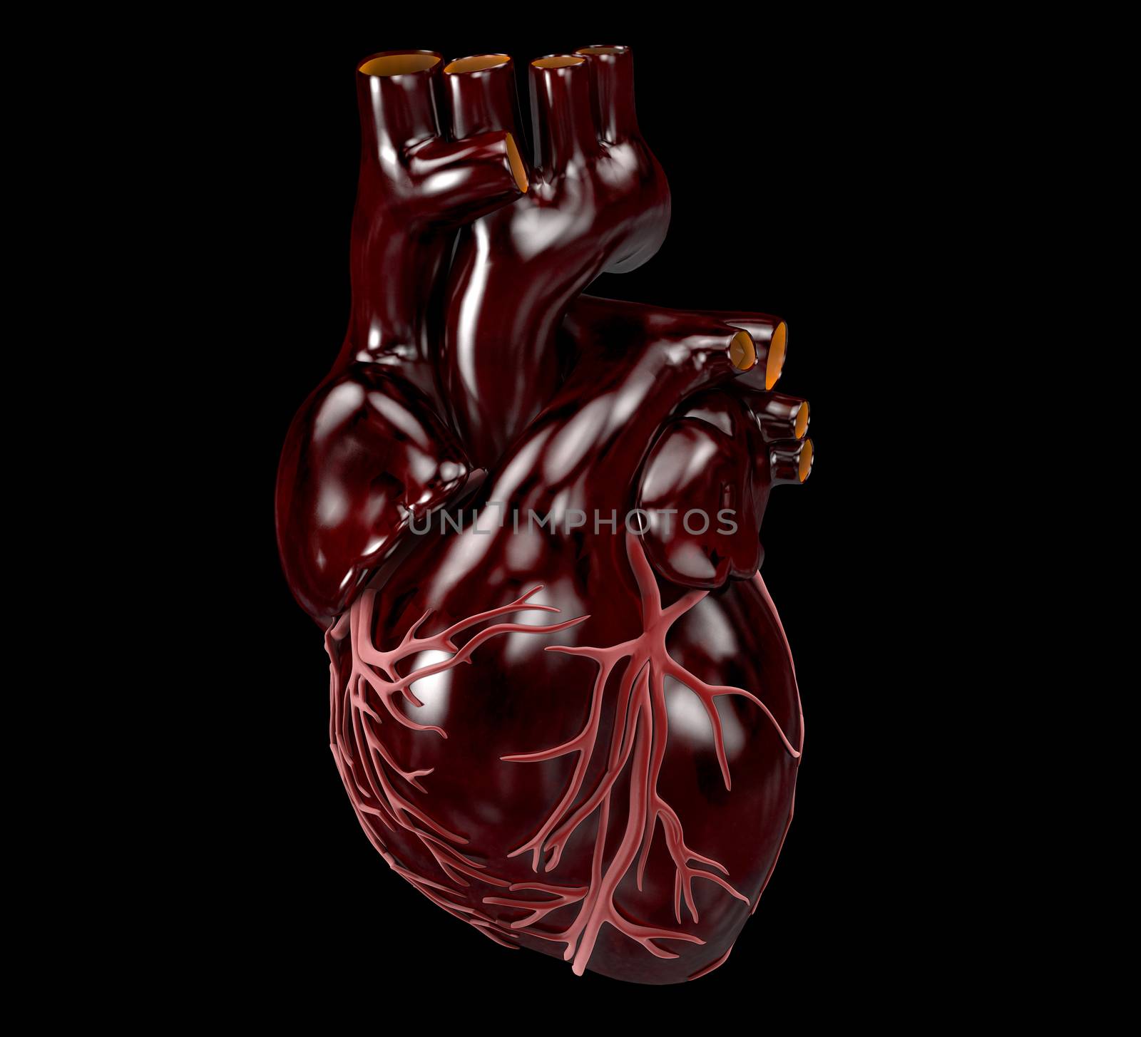 Human Heart - Anatomy of Human Heart 3d Illustration.